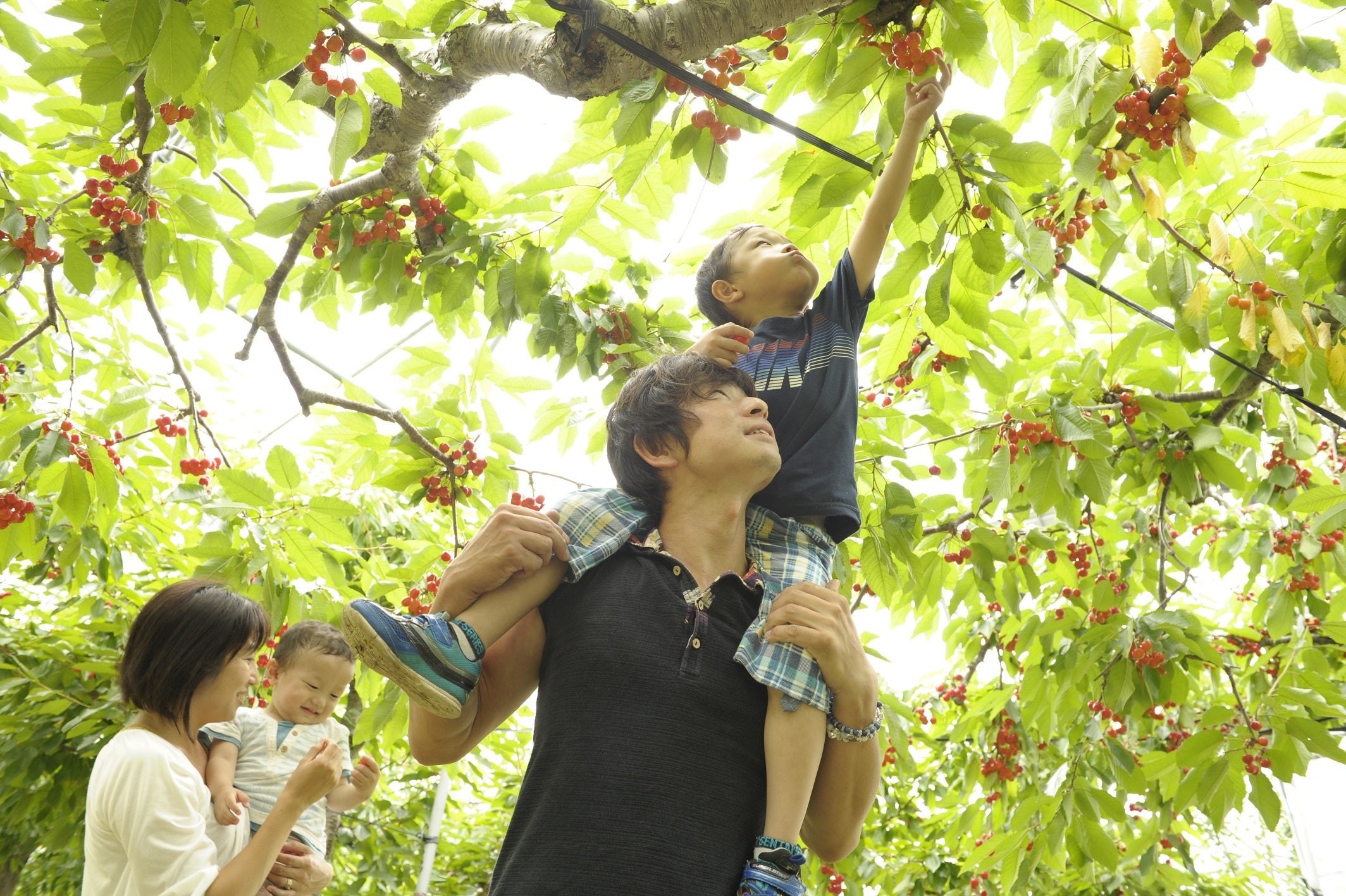 家族でさくらんぼ狩り