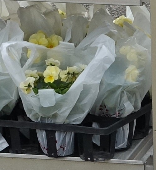 花苗イメージ