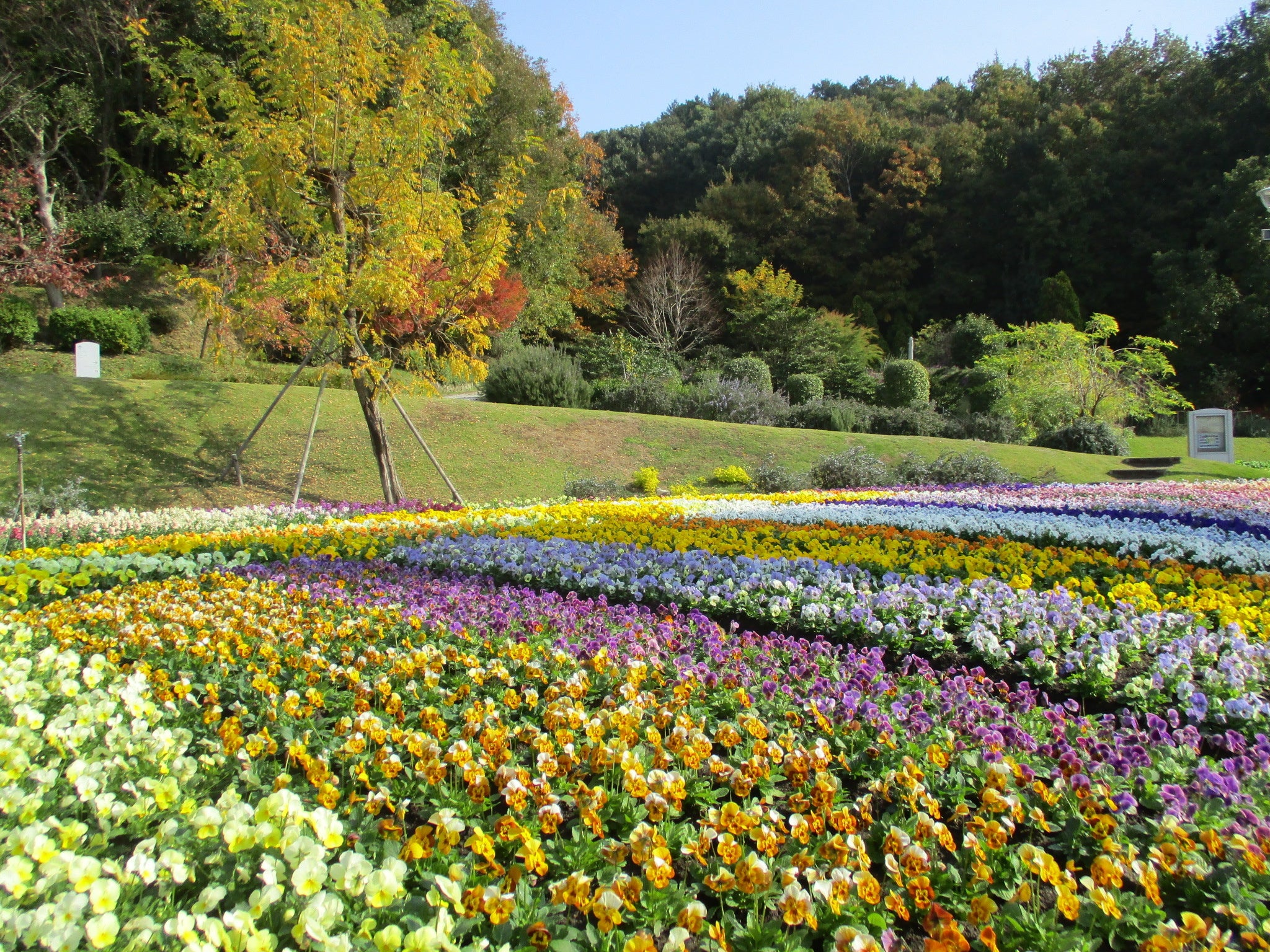 やまぐちフラワーランド