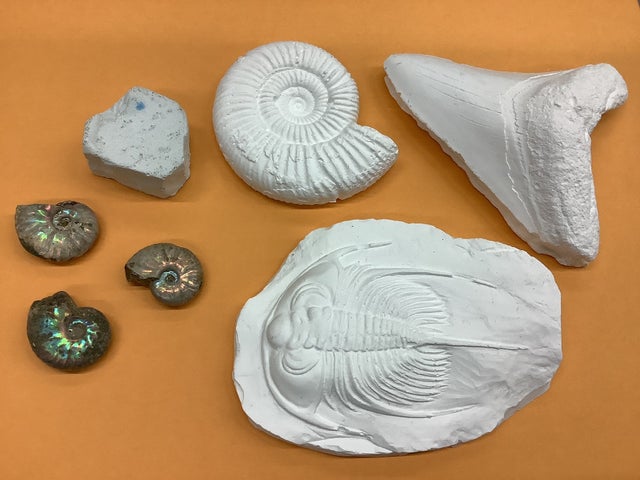 JAFデー in 岐阜県博物館!美しき鉱物の世界&化石体験教室開催 JAFデー in 岐阜県博物館!美しき鉱物の世界&化石体験教室開催