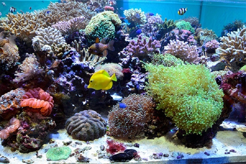 水槽内の生き物