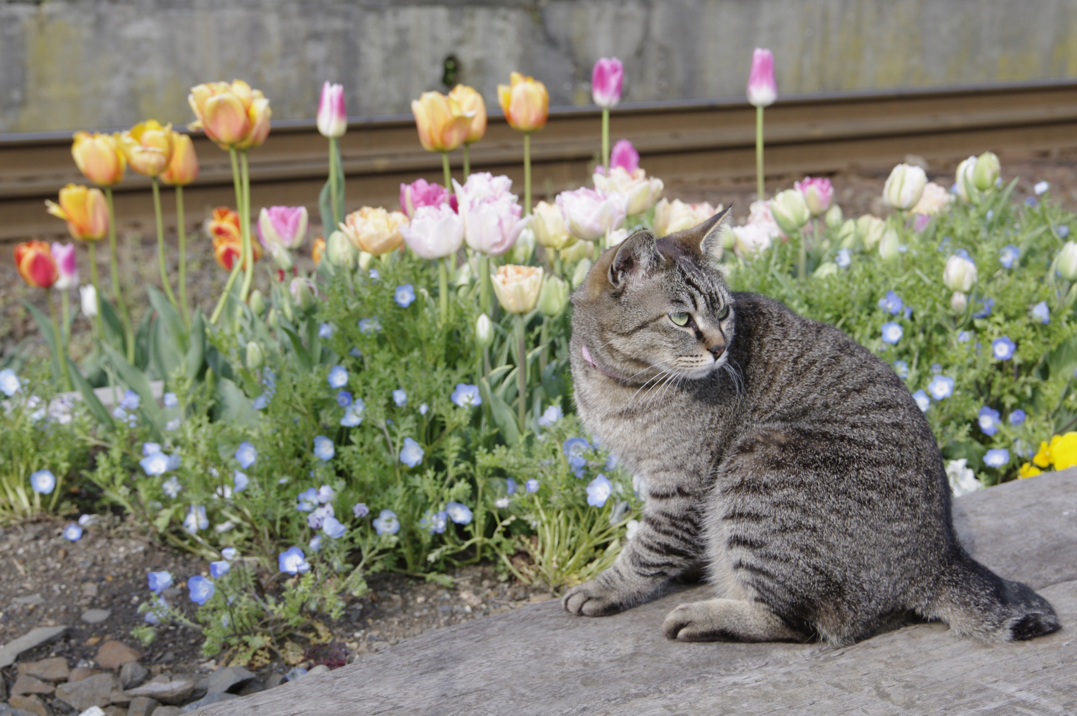 運が良ければ駅ネコ「ミニさむ」に会えるかも