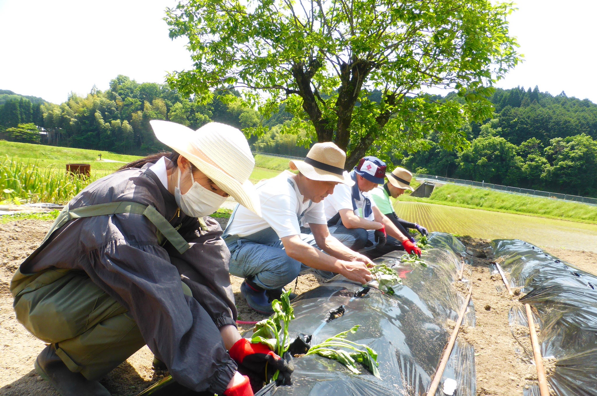 苗の植え付けイメージ