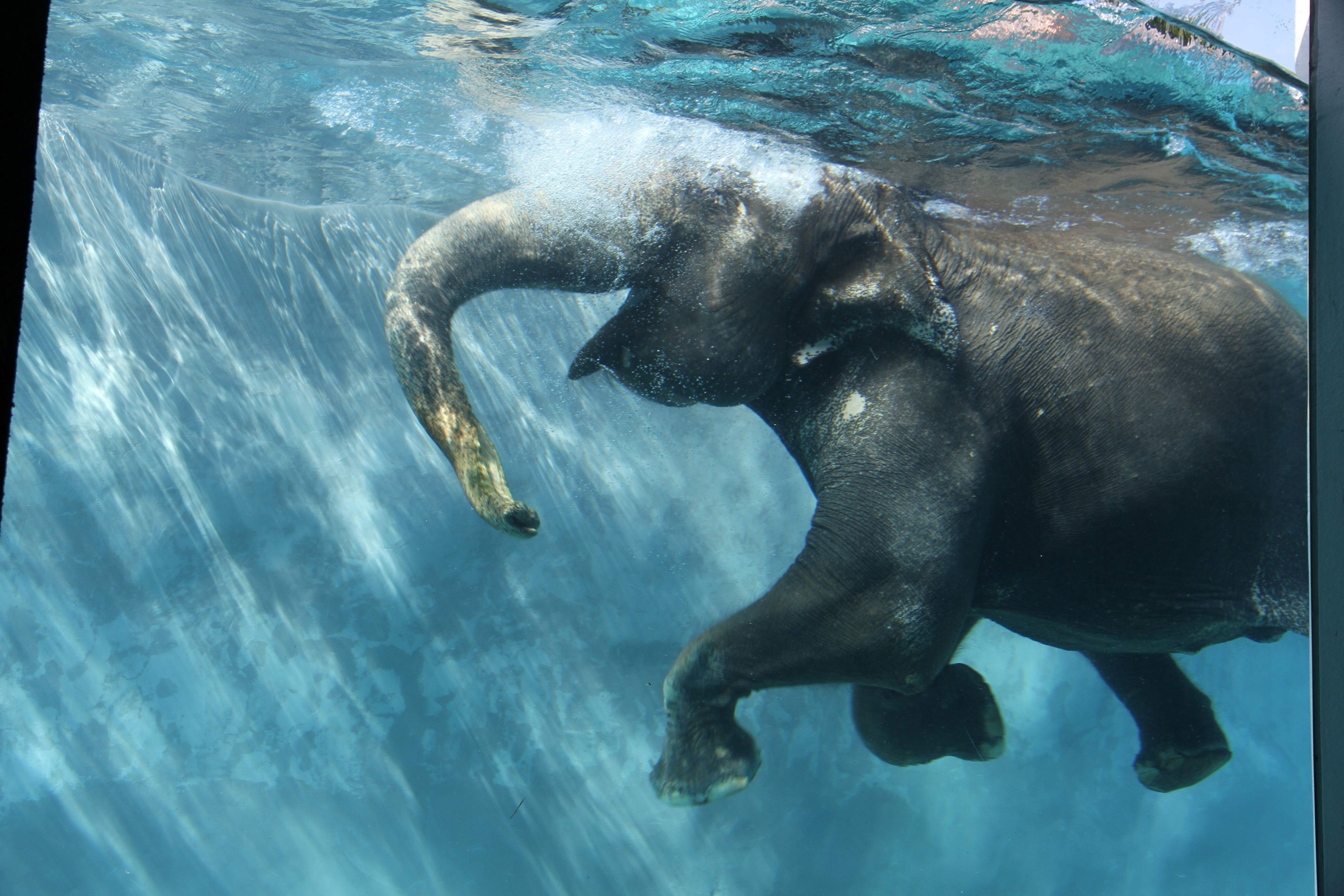 夏季限定 泳ぐゾウ