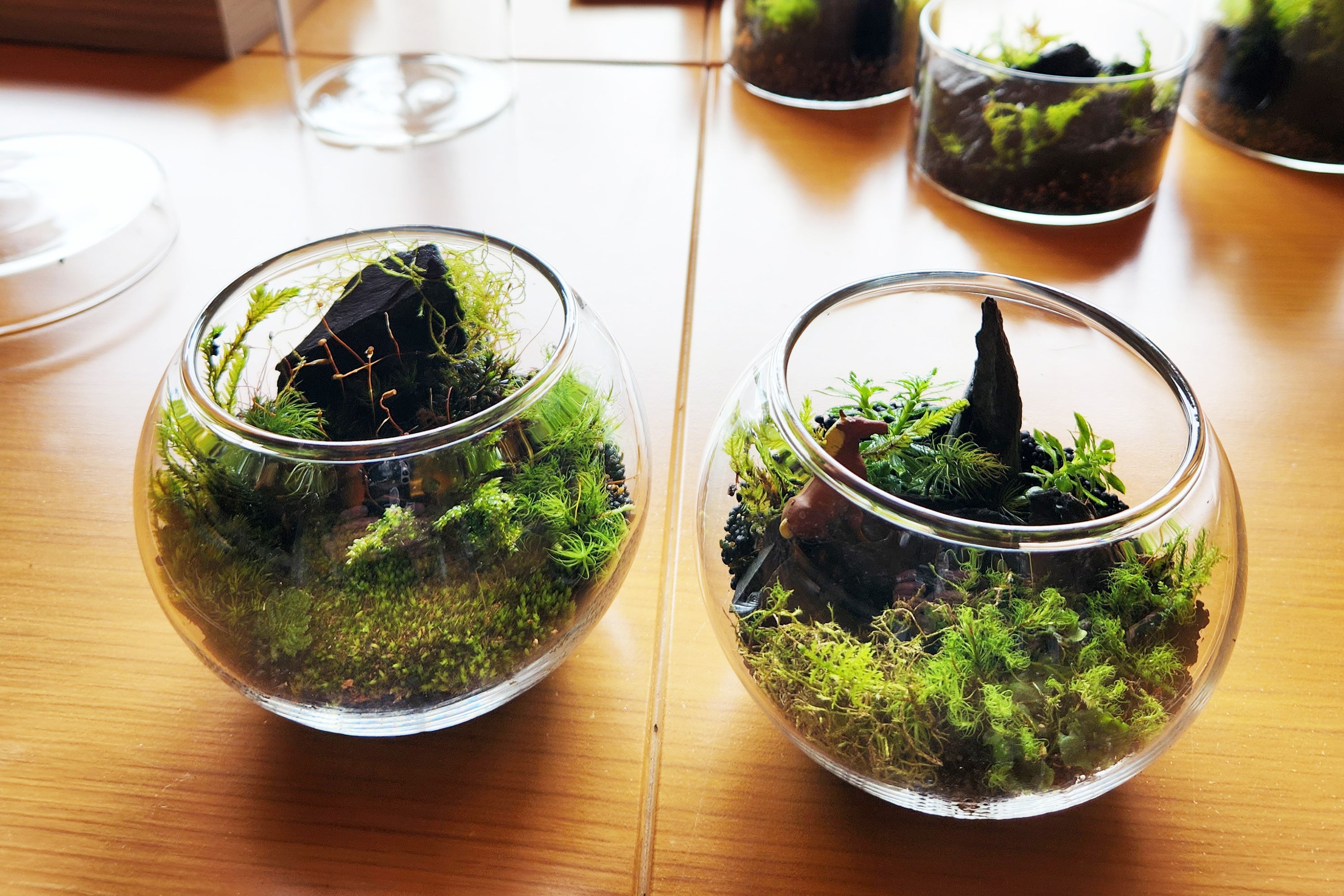 苔テラリウム　イメージ