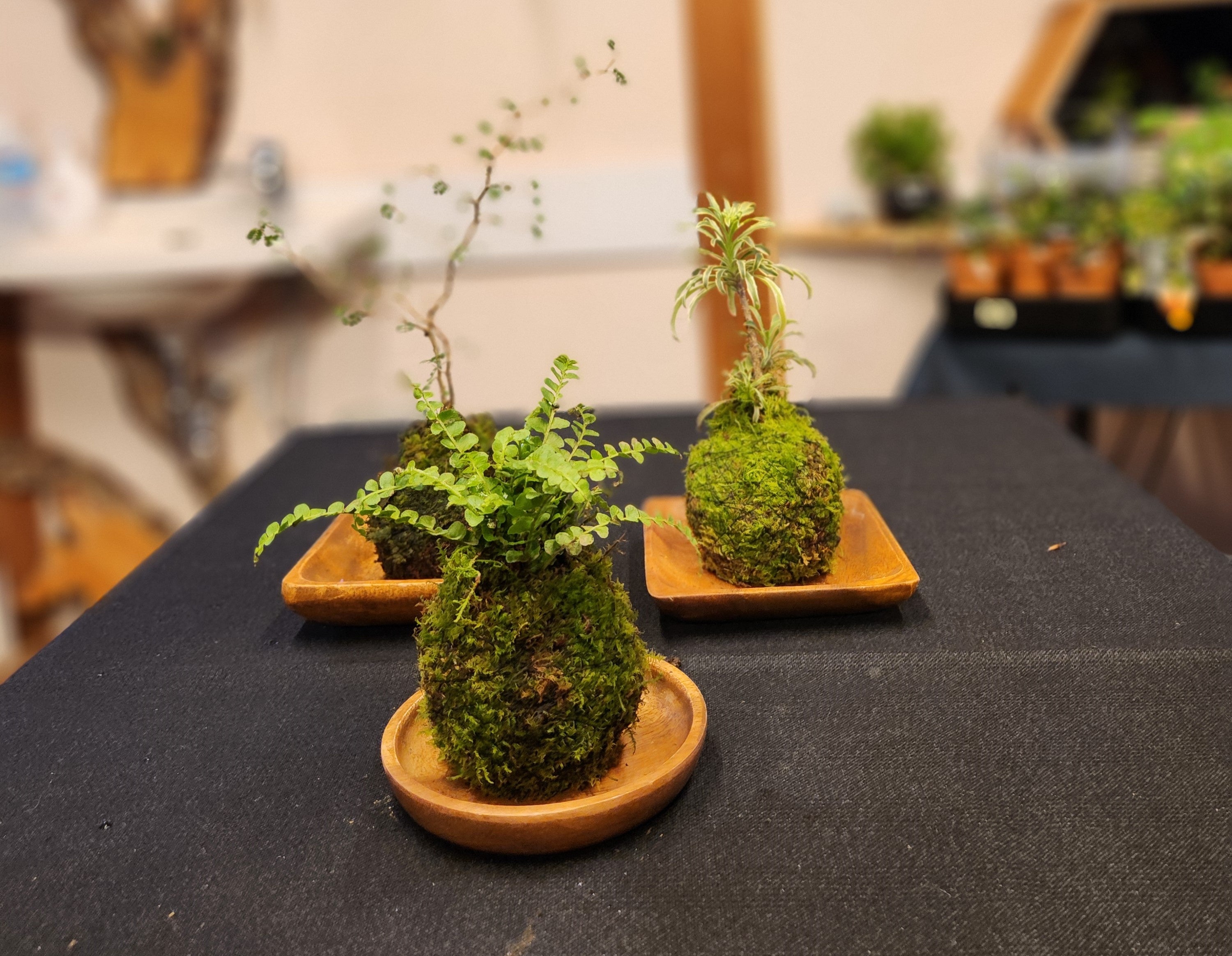 苔玉　イメージ