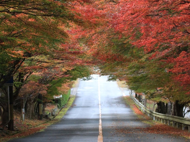 【JAF京都】嵐山-高雄パークウエイ60周年×JAFコラボイベント開催!
