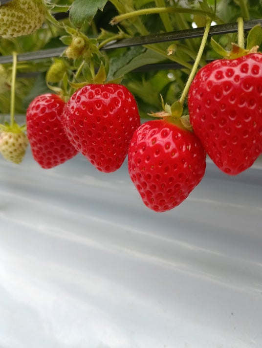 【JAF岐阜】大人気企画を今年も開催します!JAFデー「いちごパフェ作り体験」 inはなのかファーム 【JAF岐阜】大人気企画を今年も開催します!JAFデー「いちごパフェ作り体験」 inはなのかファーム