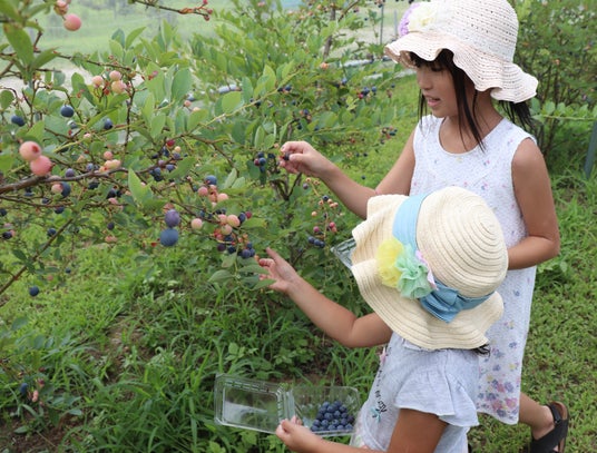 【JAF埼玉】夏休みにおすすめ!お子さまとの体験にピッタリな《ブルーベリー狩り&フロート作り》JAF会員向けイベントを「むさしの村」で7/25に開催 【JAF埼玉】夏休みにおすすめ!お子さまとの体験にピッタリな《ブルーベリー狩り&フロート作り》JAF会員向けイベントを「むさしの村」で7/25に開催