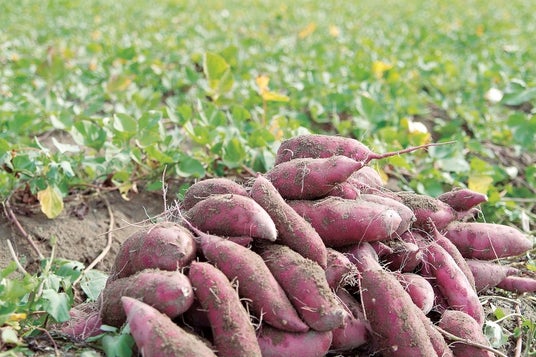 【JAF石川】加賀野菜「五郎島金時」の収穫体験を楽しもう!JAFデー参加者募集中 【JAF石川】加賀野菜「五郎島金時」の収穫体験を楽しもう!JAFデー参加者募集中