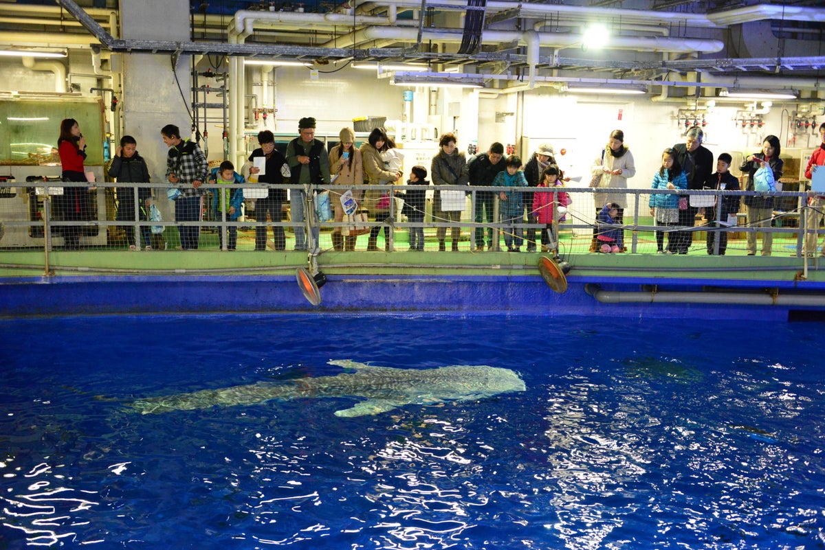 黒潮大水槽バックヤード見学