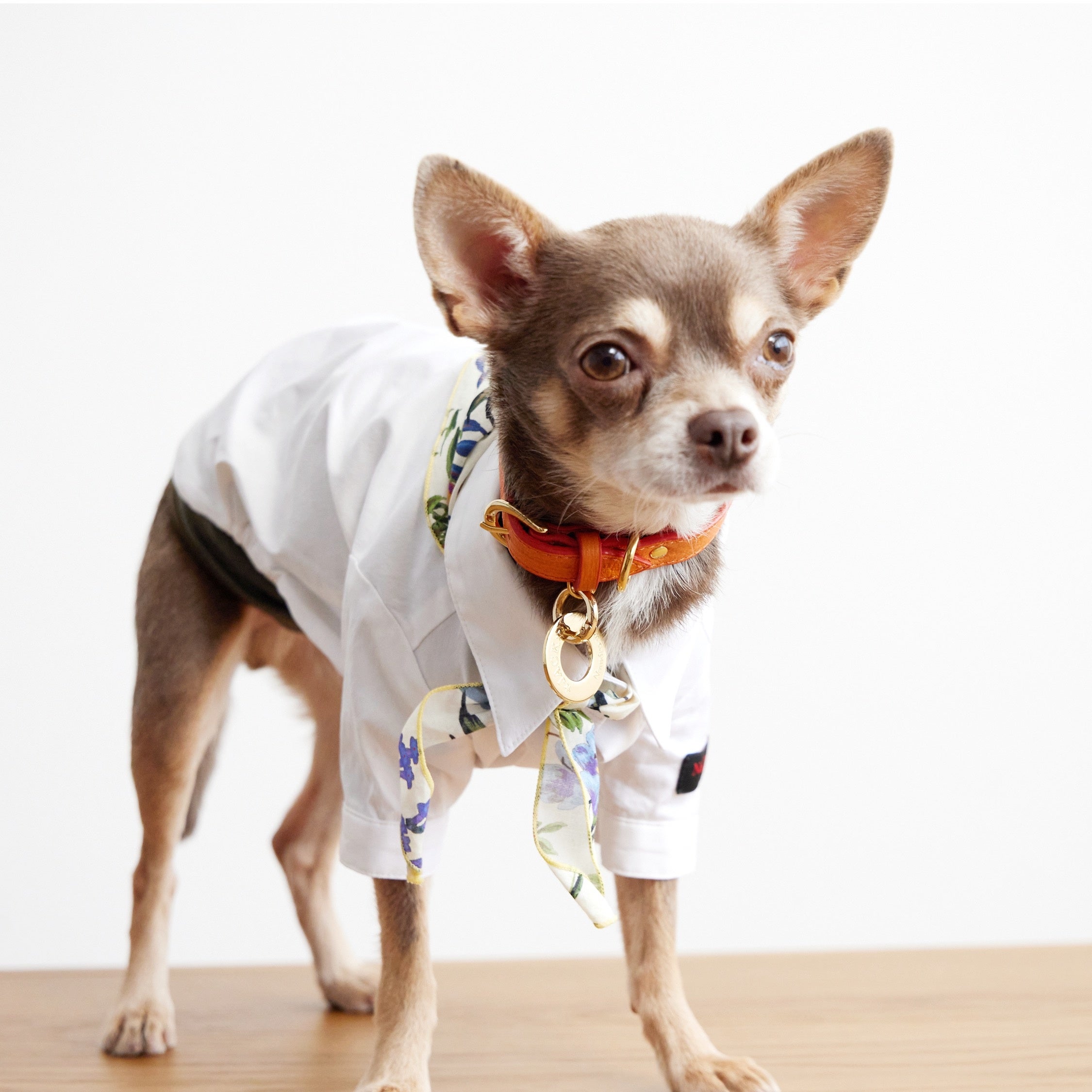 こだわりの国産 環境 人 パートナーにも優しい豚革首輪 と 老舗工場と叶えたスタイリッシュなお名前チャーム がdog Catブランドnumero Wang Tokyoからついに発売 株式会社aco Designのプレスリリース