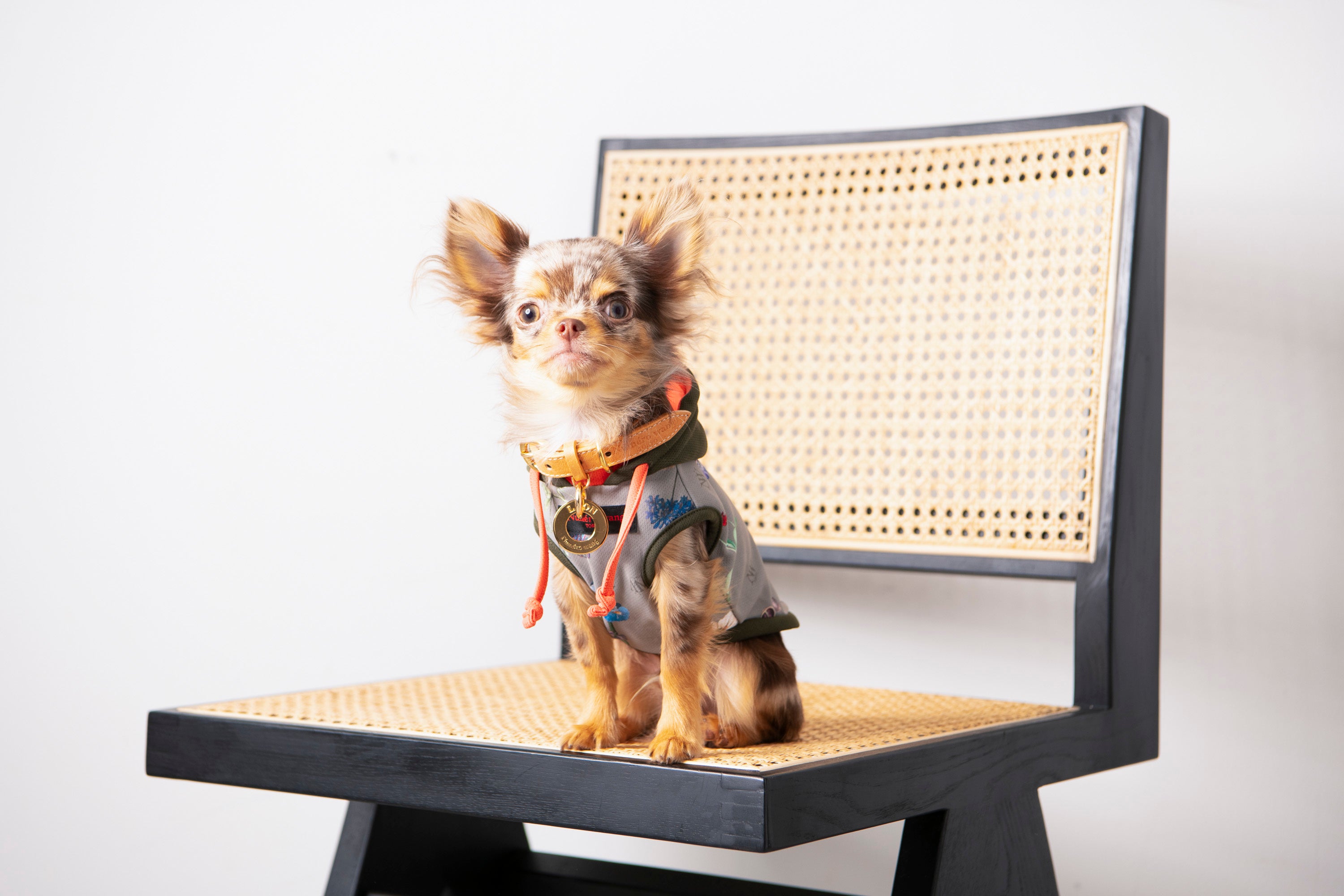 2kg以下の子、パピーちゃんでも着られる１号サイズもご用意しております