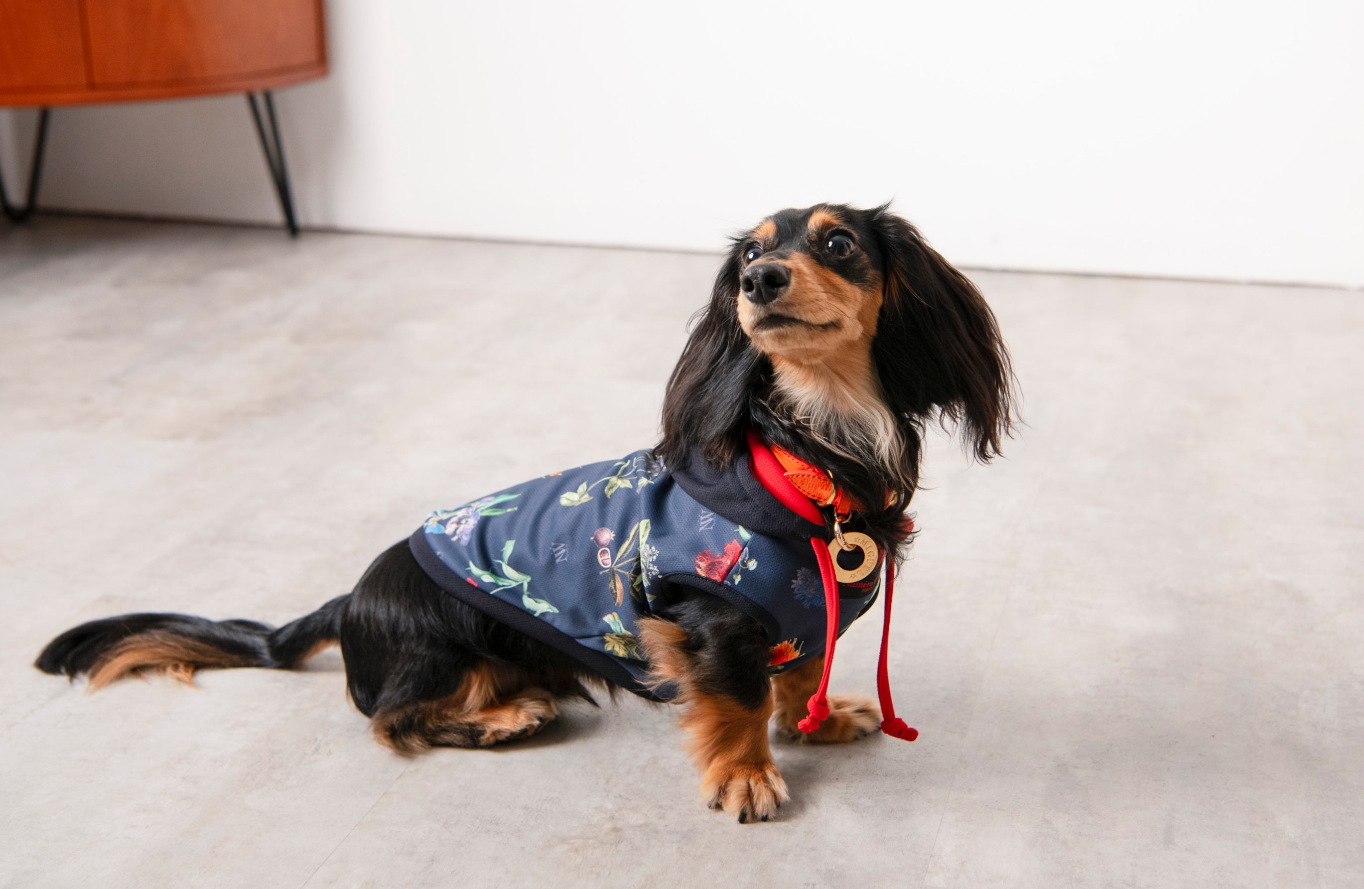 お袖が無いなので、ダックスちゃん達にも着やすい。胴長さん用の3L,4Lもございます。