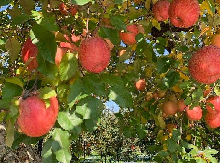 会津産りんご