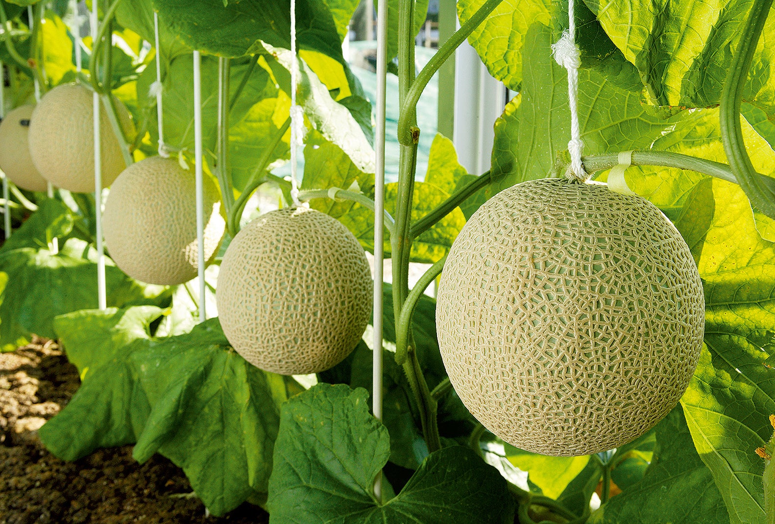 プロフェッショナルたちの卓越した栽培ノウハウが注ぎ込まれた静岡クラウンメロン