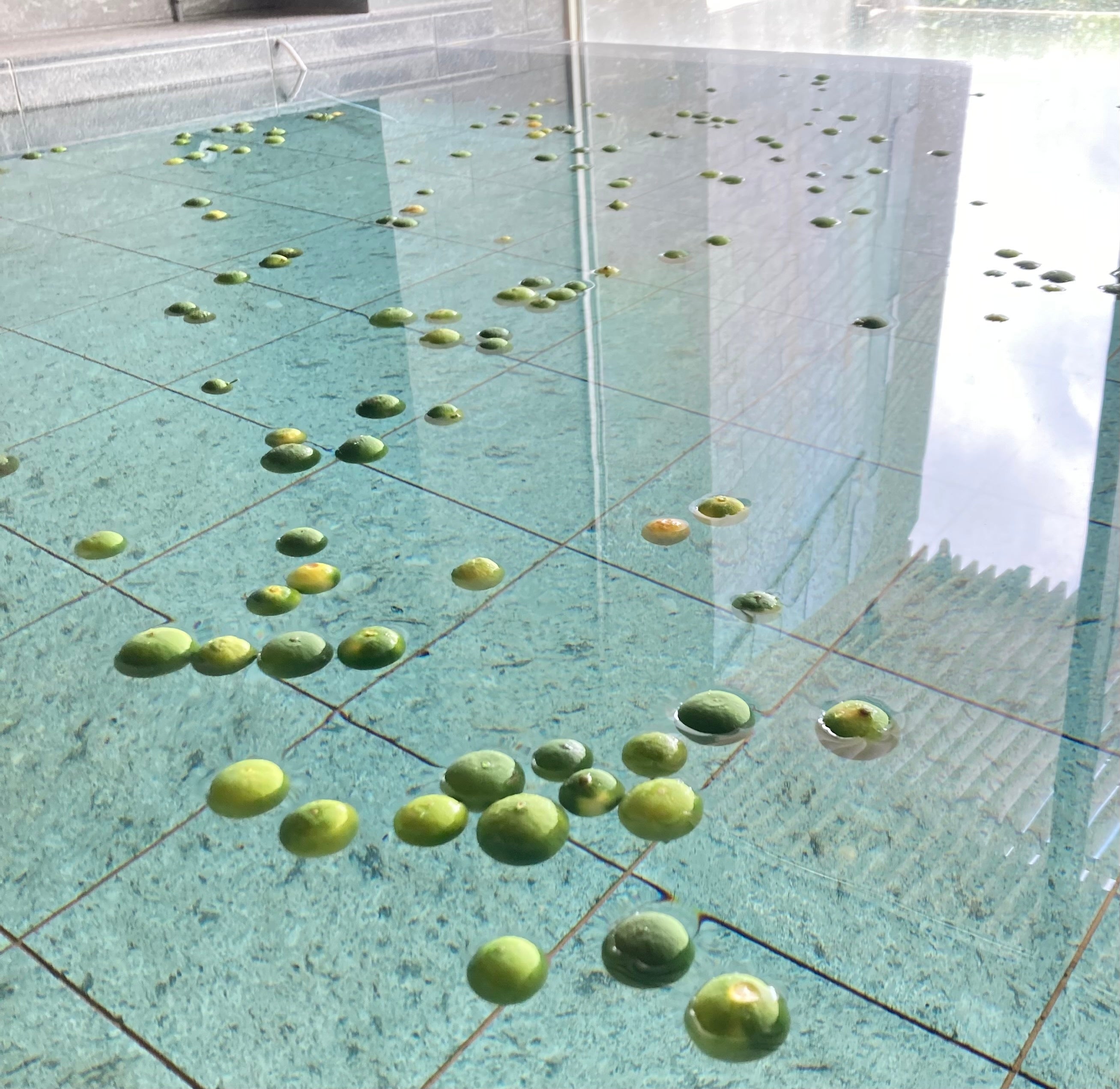 青みかんのかわり湯