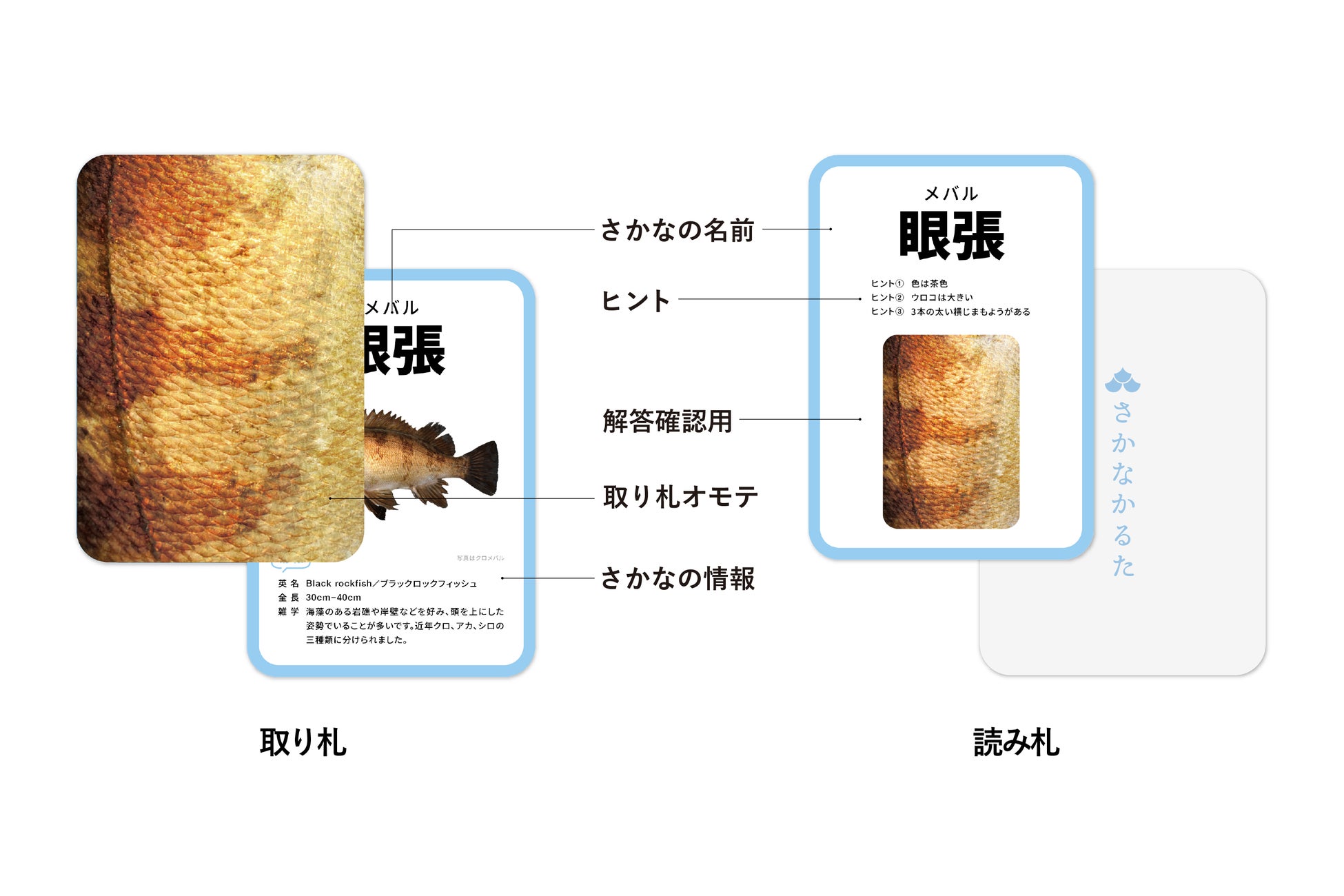 さかなかるたプラス 海の釣魚版が2024年1月22日より販売開始! さかなかるたプラス 海の釣魚版が2024年1月22日より販売開始!