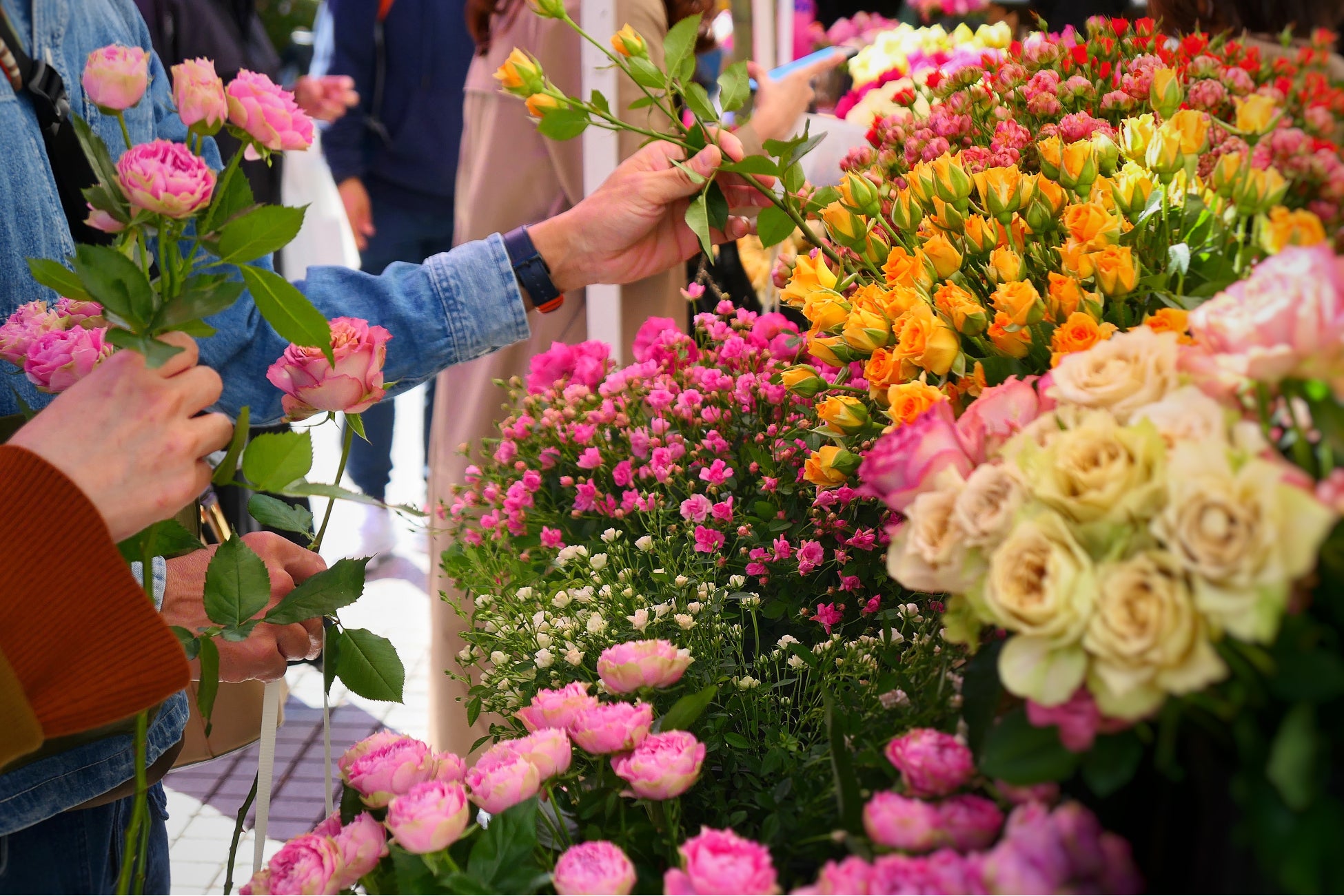 薔薇の作り手と直接会話を交わしながら好みの薔薇と出会う 22年5月28日 29日 Farmers Marketにてrose Festivalを開催 Npo法人farmers Market Associationのプレスリリース 薔薇の作り手と直接会話を交わしながら好みの薔薇と出会う 22年5月28日 29日 Farmers Marketにてrose Festivalを開催 Npo法人farmers Market Associationのプレスリリース