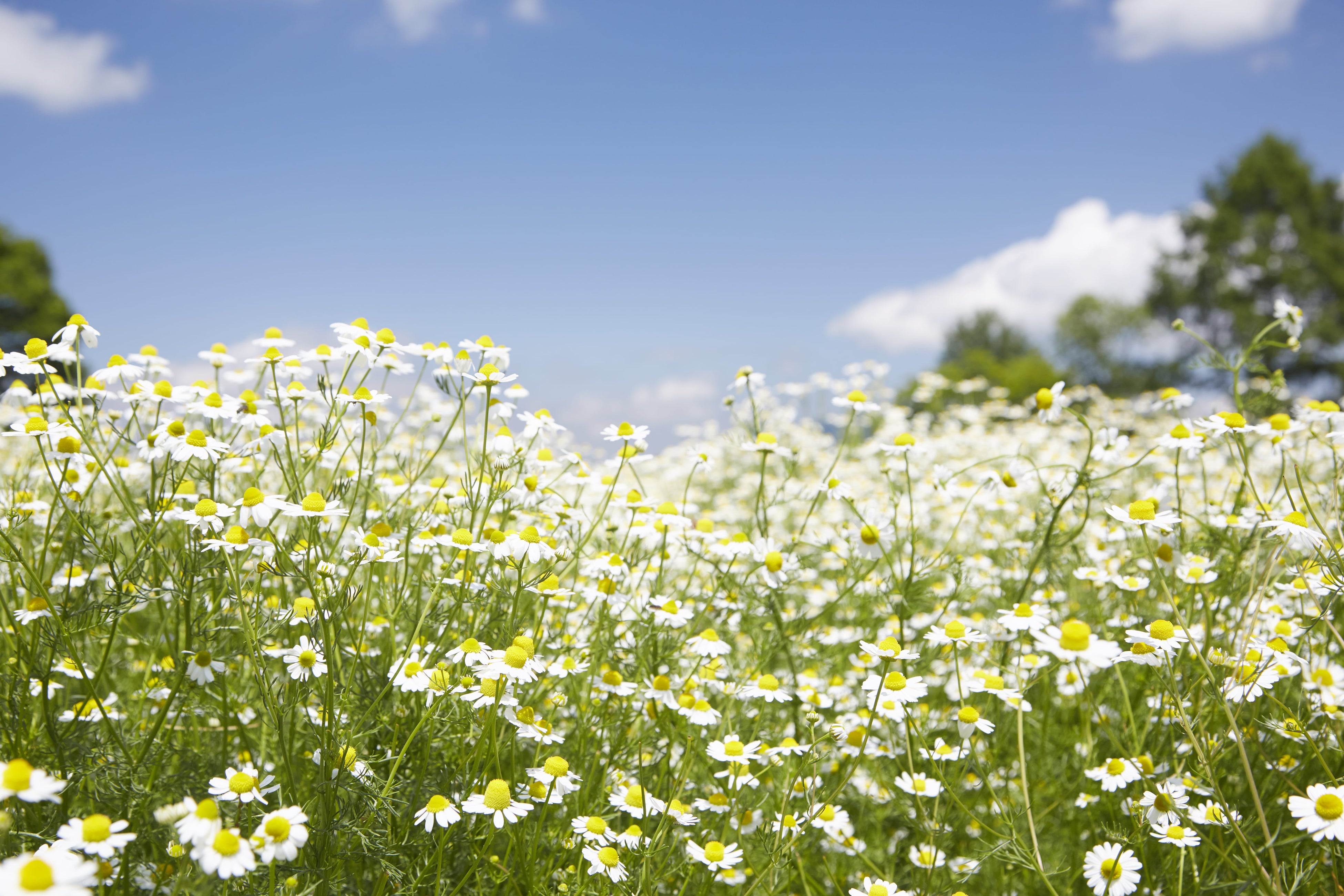 カモミール（イメージ）