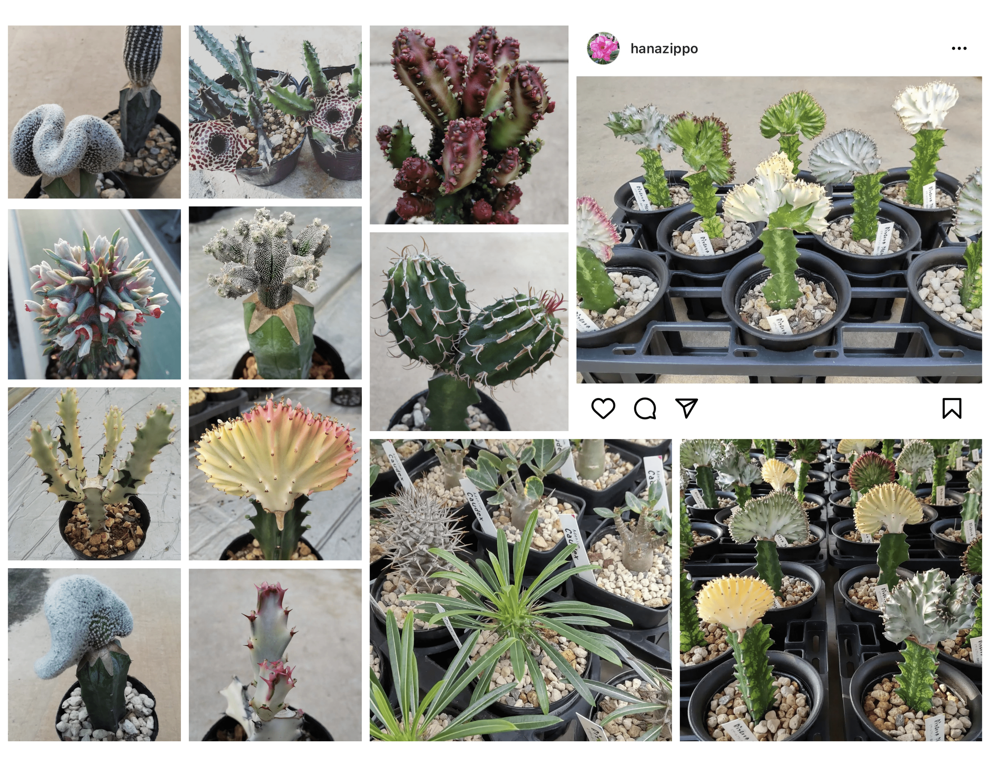 ビザールプランツ