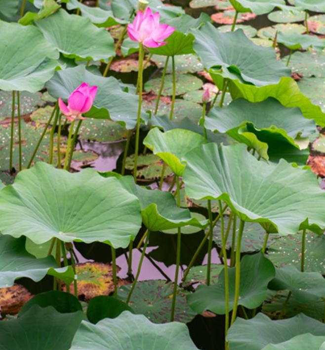 写真 水中から顔を出す蓮の葉