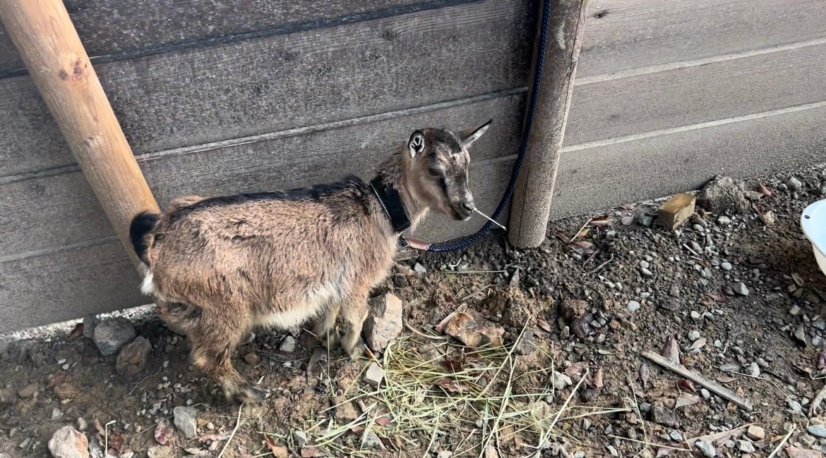 アニマルがたくさん