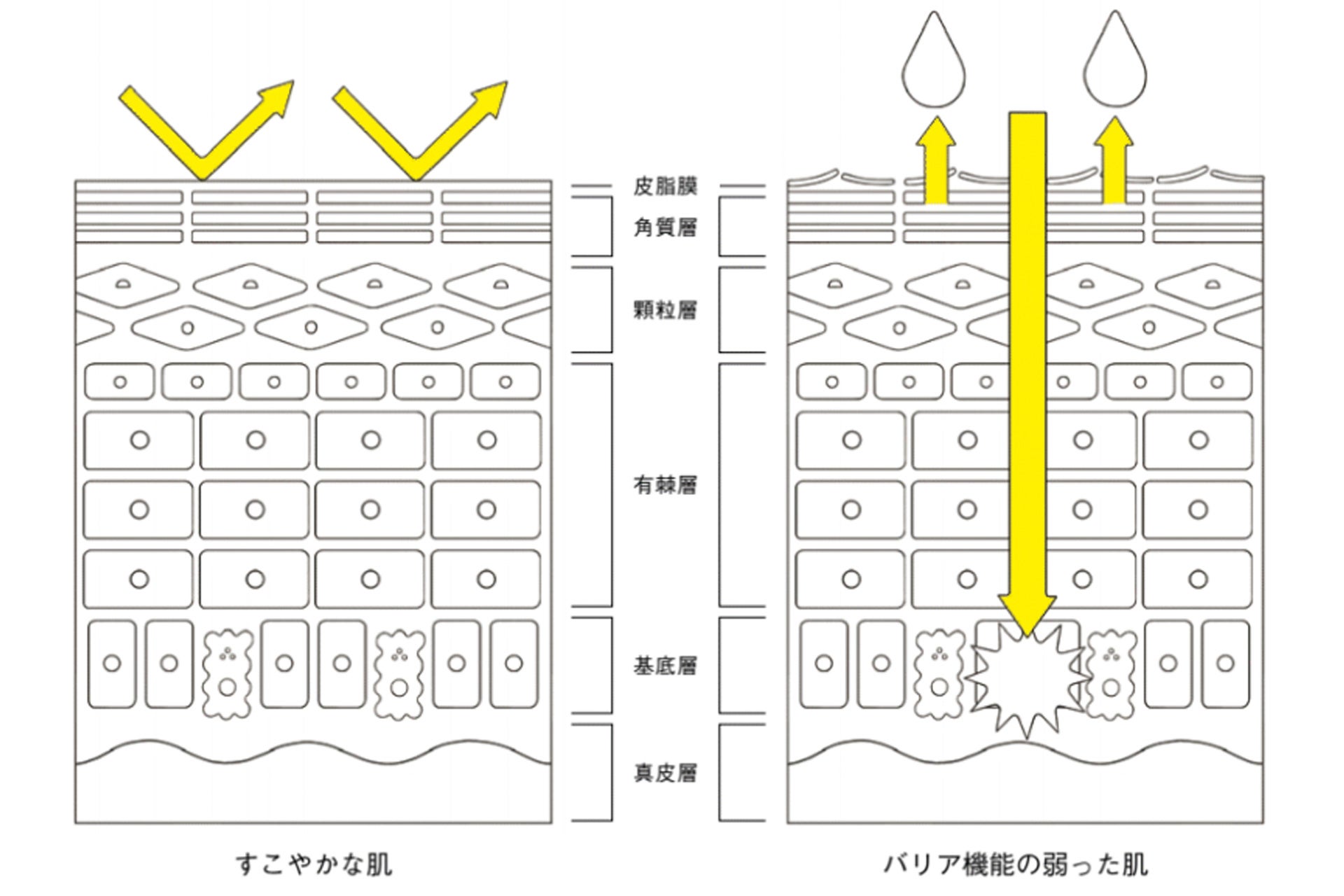 美容科学に基づき、肌のバリア機能をサポートする“浸透させない