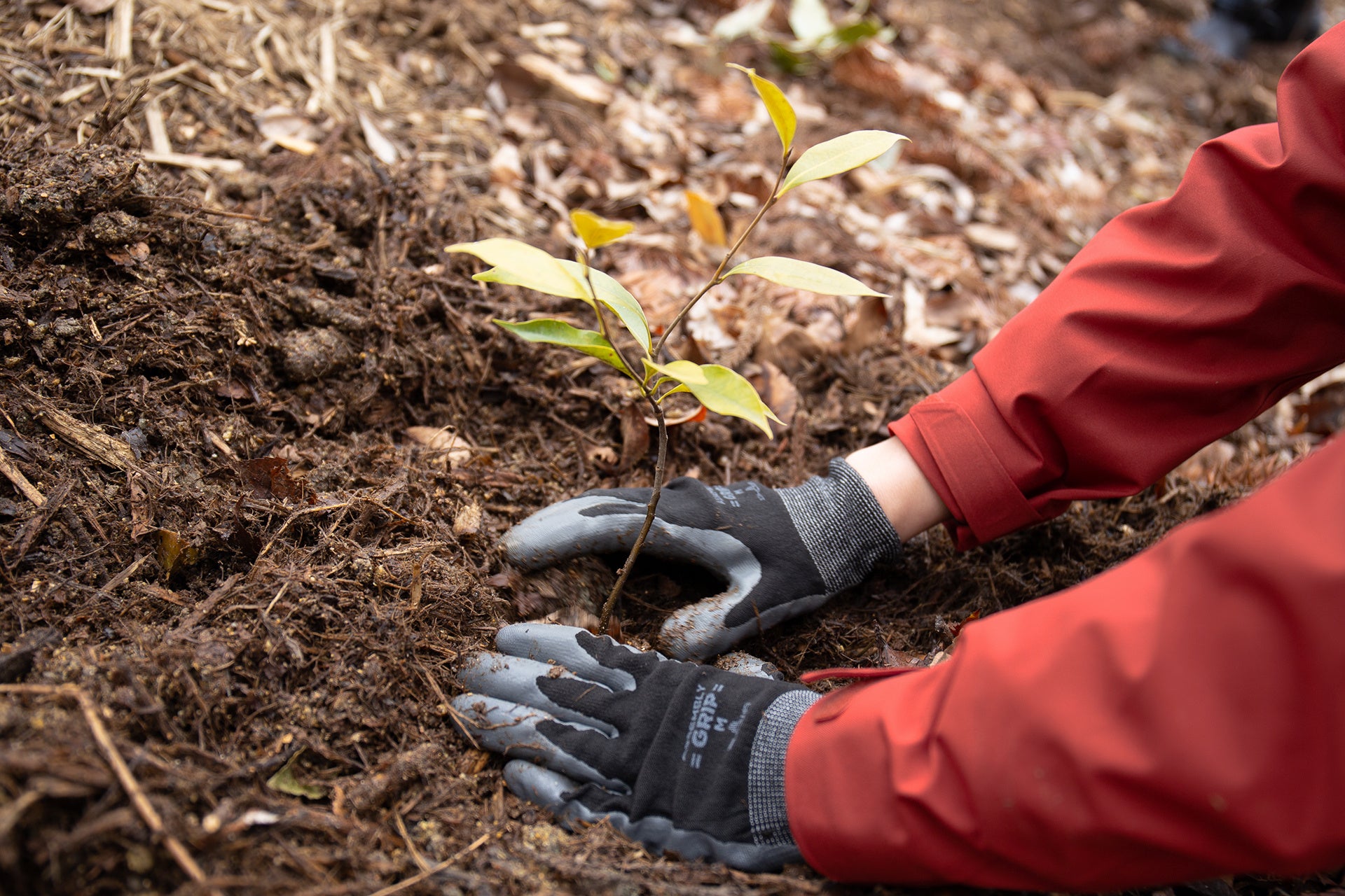 植樹する苗木はどんぐりから育てています
