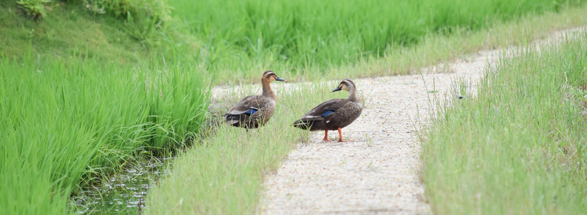 すべてのいのちを大切に― 健康・安心・安全を最優先 ―