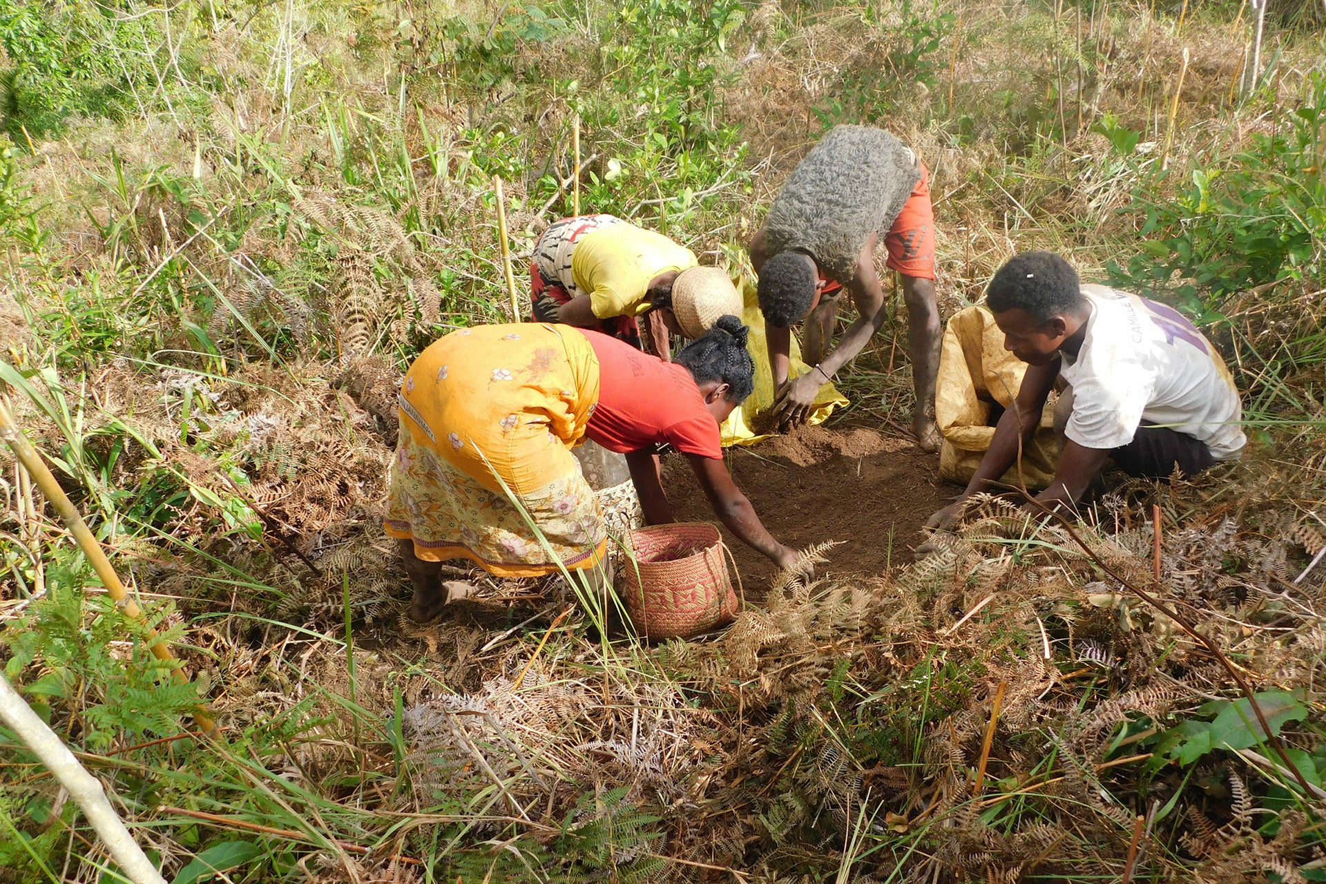 ▲マダガスカルでの植樹の様子