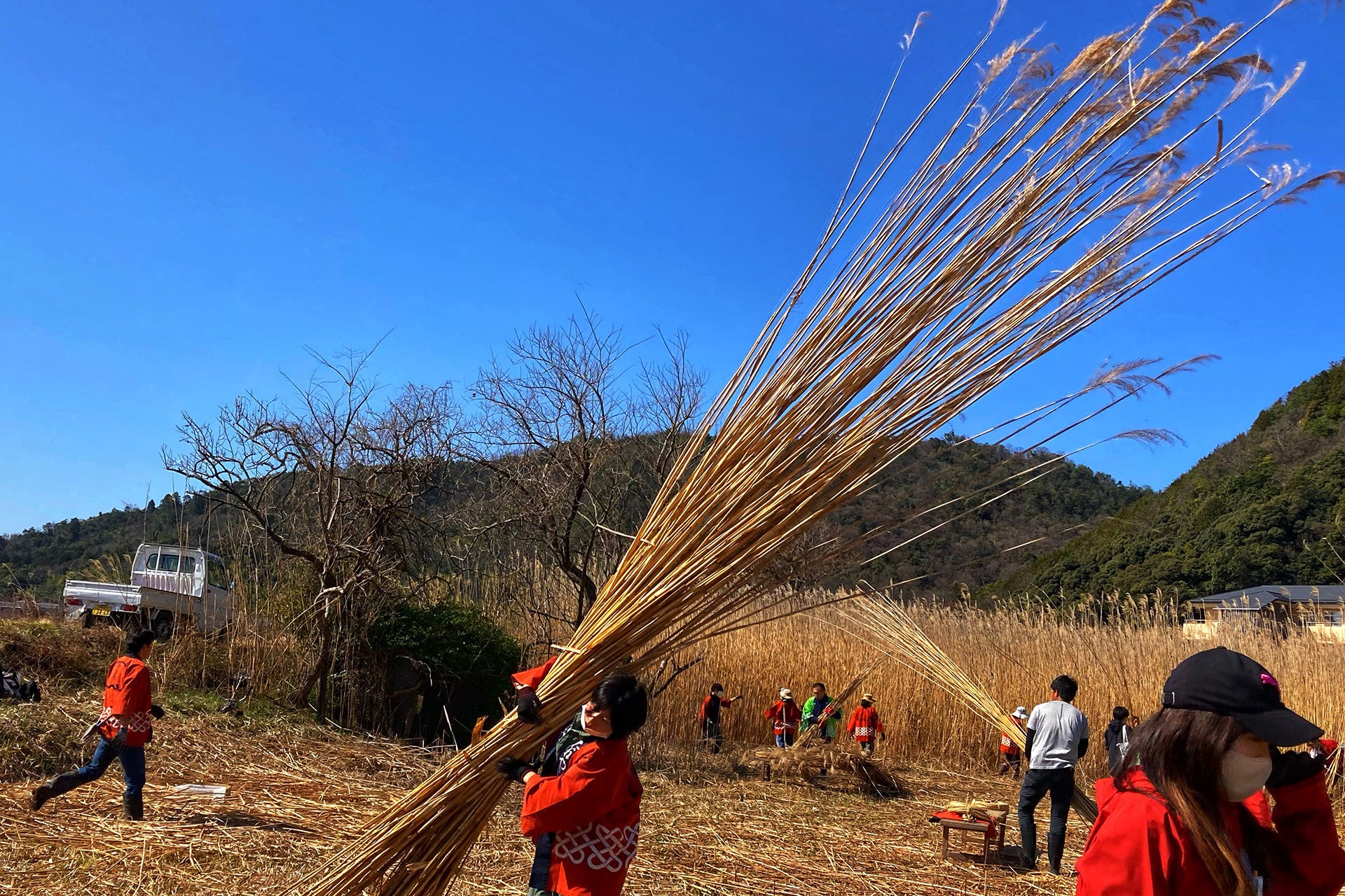 ▲ヨシ刈りの様子
