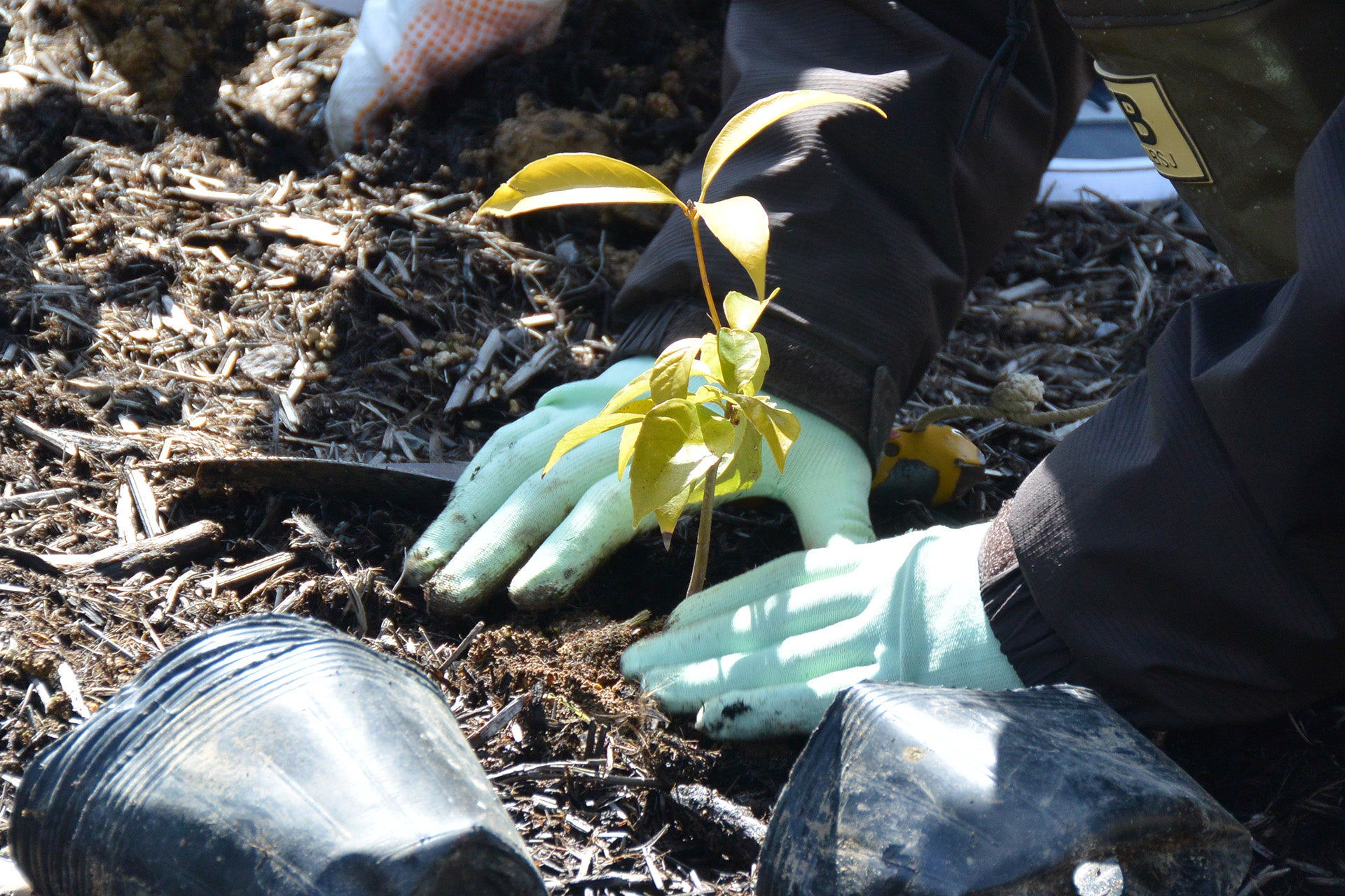 ▲どんぐりの苗⽊から育てて植樹
