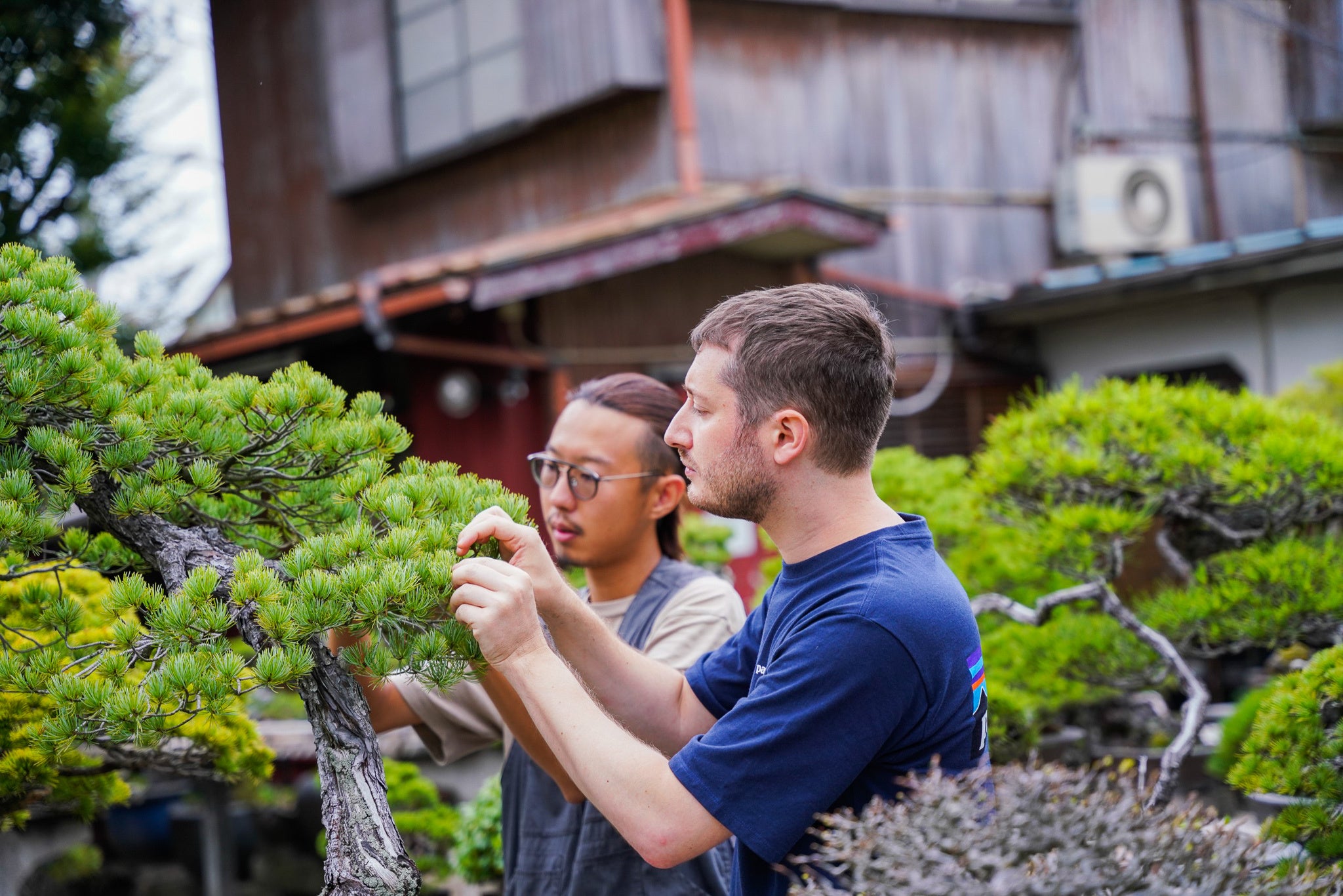 盆栽師のお仕事体験（埼玉県）
