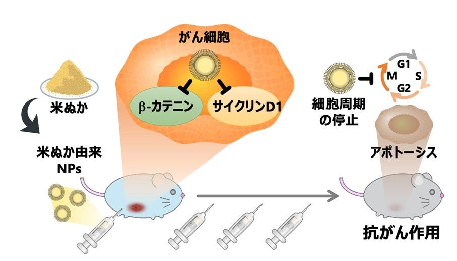 米ぬか由来ナノ粒子の抗がん作用を確認 ～未利用資源を原料と