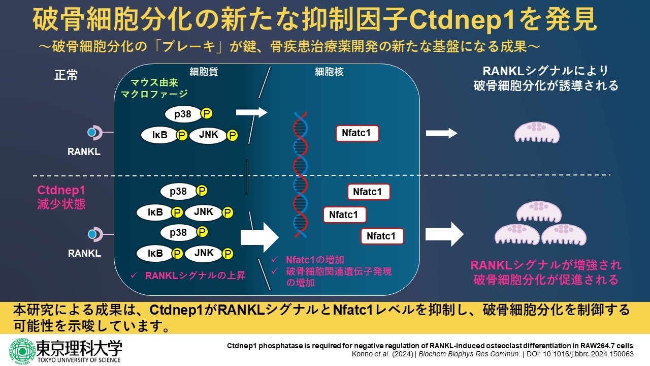 脱リン酸化酵素Ctdnep1 が破骨細胞の分化を抑制する ~骨疾患の新たな治療戦略開発に向けて~ | 学校法人東京理科大学のプレスリリース