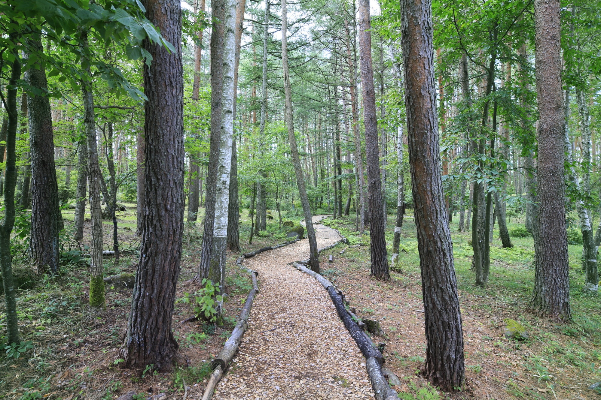 木々に囲まれた遊歩道