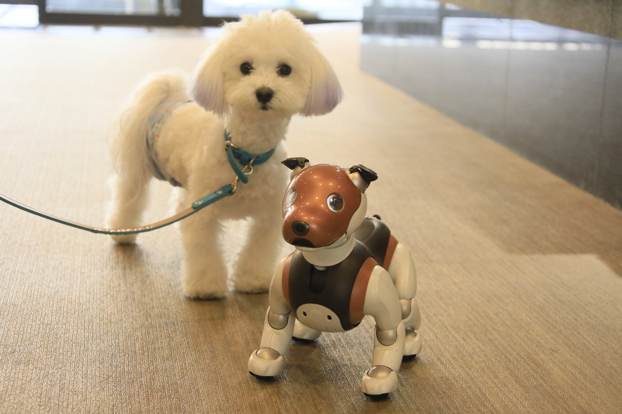 看板犬 aibo リロ