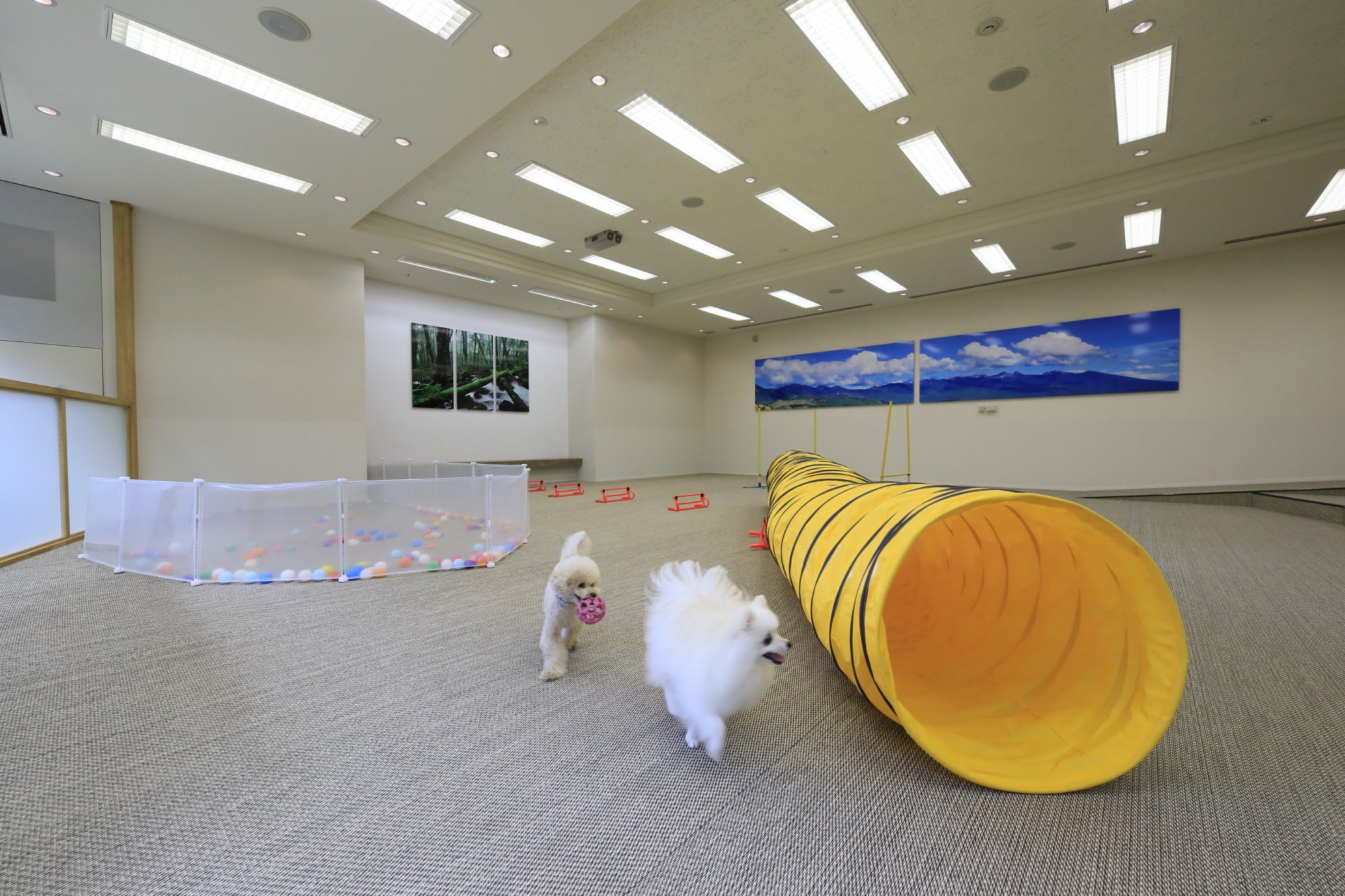 雨の日でも安心の屋内ドッグラン