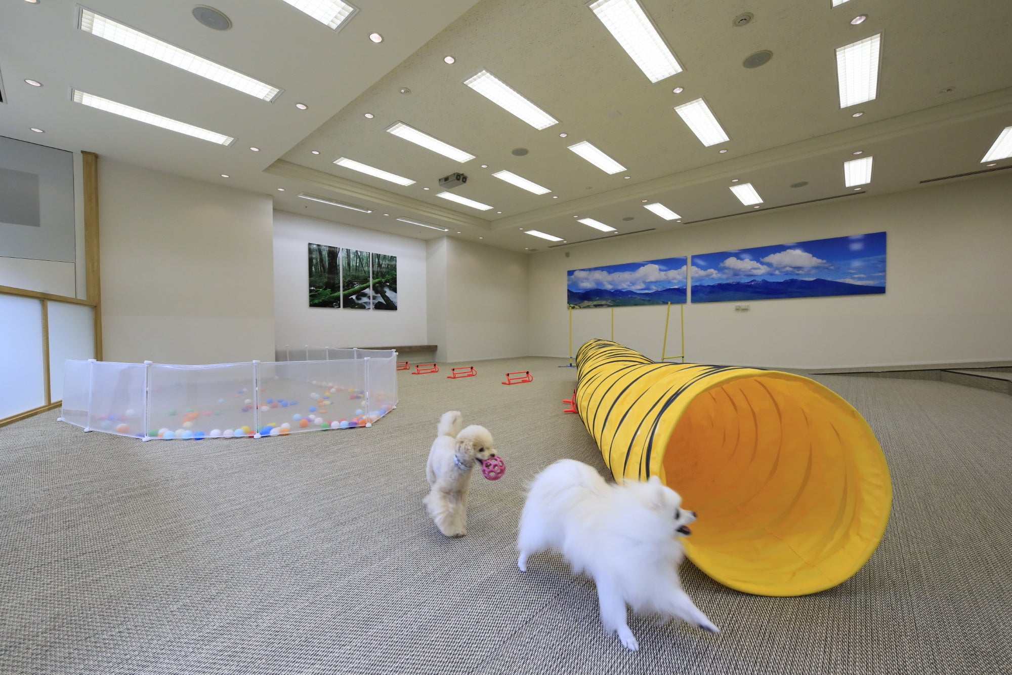 【ゆとりろ蓼科ホテル】屋内ドッグランがございますので雨の日も安心