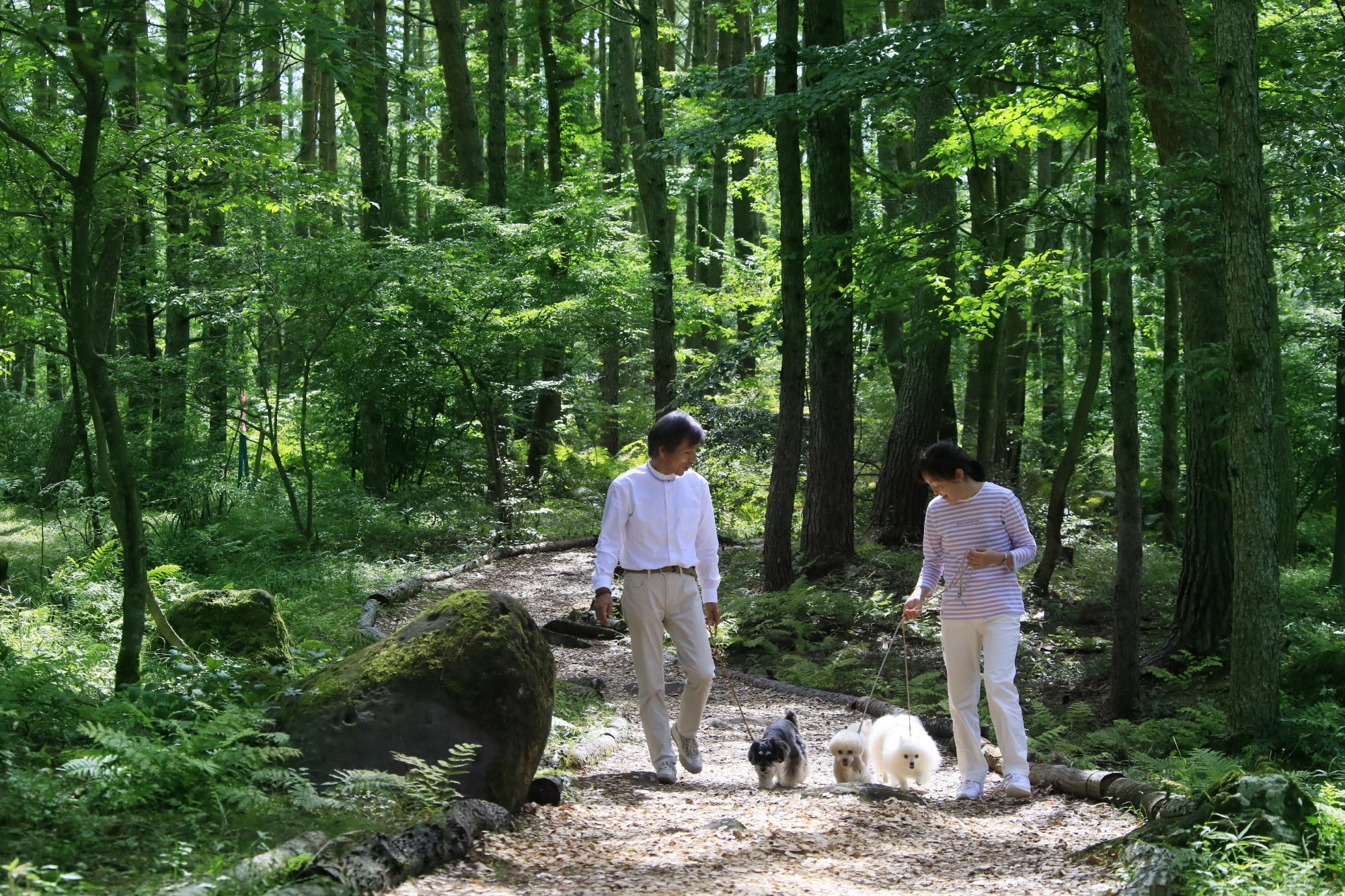 【ゆとりろ蓼科ホテルwith DOGS】ウッドチップが敷き詰められた森の遊歩道