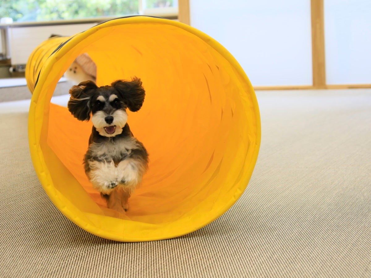 屋内ドッグラン（ゆとりろ蓼科ホテルwithDOGS)