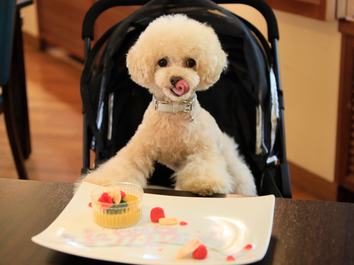 レストラン（ゆとりろ蓼科ホテルwithDOGS)