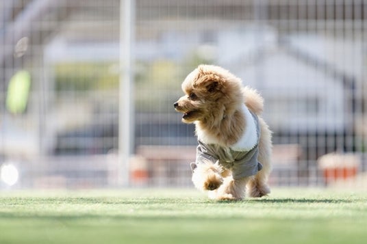 静岡・西伊豆の愛犬宿×土肥金山コラボキャンペーン実施 ドッグラン利用料が半額に|2026年9月30日まで 静岡・西伊豆の愛犬宿×土肥金山コラボキャンペーン実施 ドッグラン利用料が半額に|2026年9月30日まで