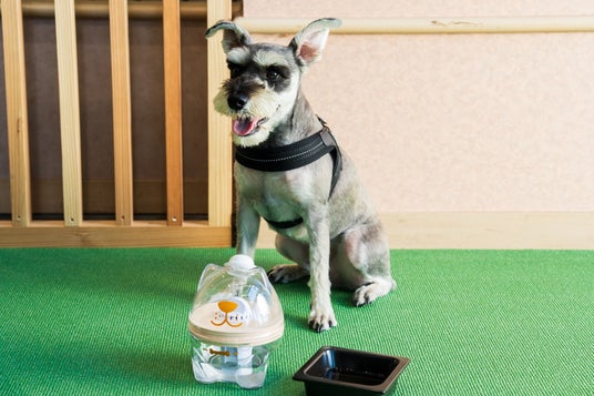 愛犬の”飲み水”にもこだわる新サービス 犬用浄軟水器を全客室に導入~くにさき 森と海のドッグリゾート~ 愛犬の”飲み水”にもこだわる新サービス 犬用浄軟水器を全客室に導入~くにさき 森と海のドッグリゾート~