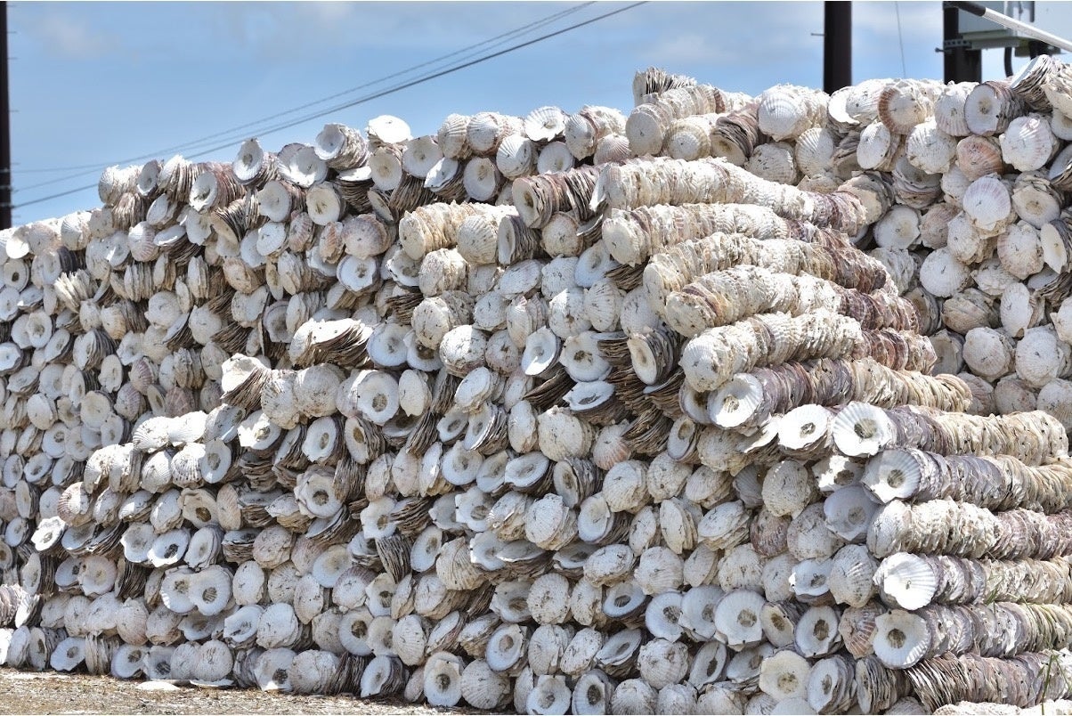 七夕は貝飾りで 豊漁祈願 世界屈指の漁獲量を誇るホタテの貝殻を使った洗浄剤で Sdgs 海の豊かさを守ろう に貢献 Kulasifulのプレスリリース 七夕は貝飾りで 豊漁祈願 世界屈指の漁獲量を誇るホタテの貝殻を使った洗浄剤で Sdgs 海の豊かさを守ろう に貢献 Kulasifulのプレスリリース