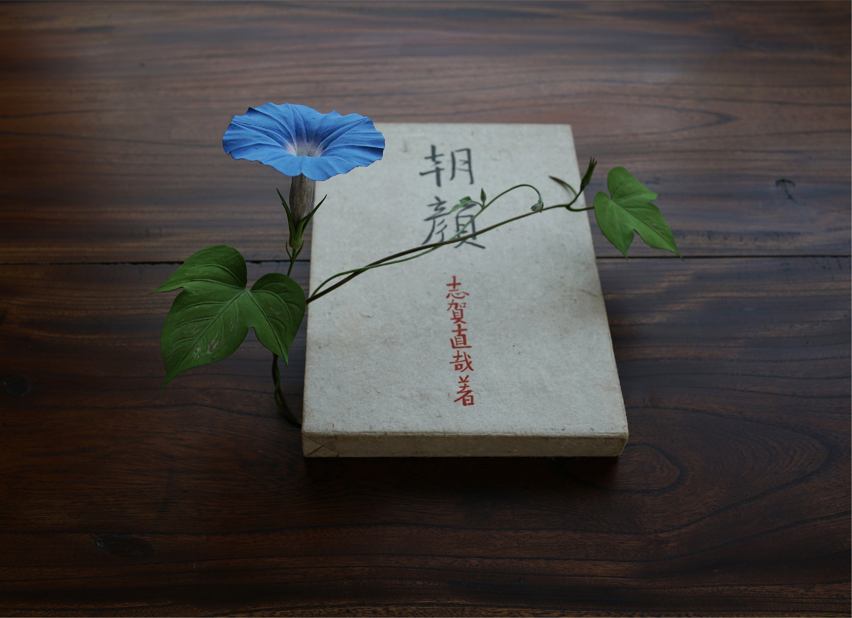 須田悦弘「朝顔」2022年