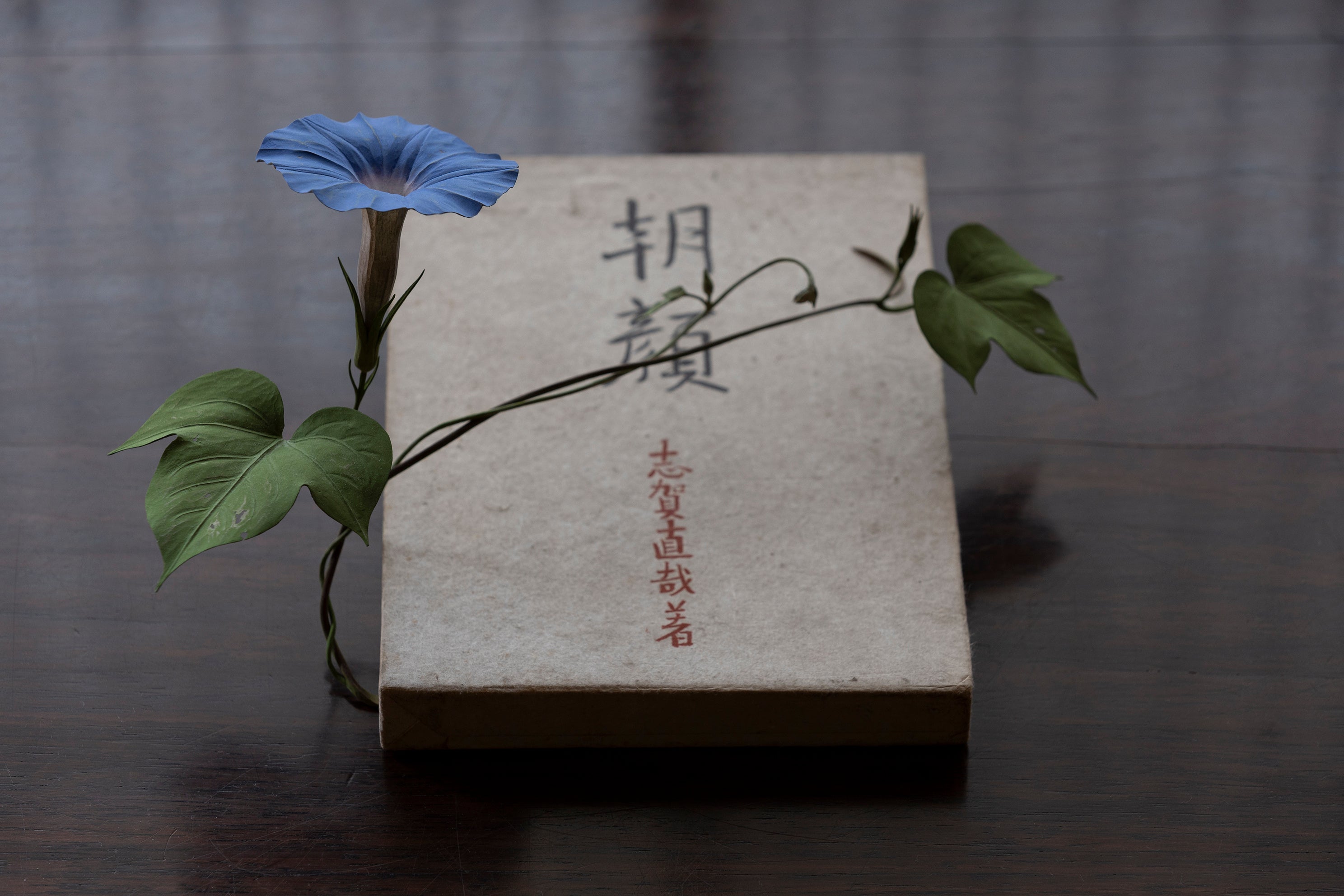 須田悦弘「朝顔」2022年