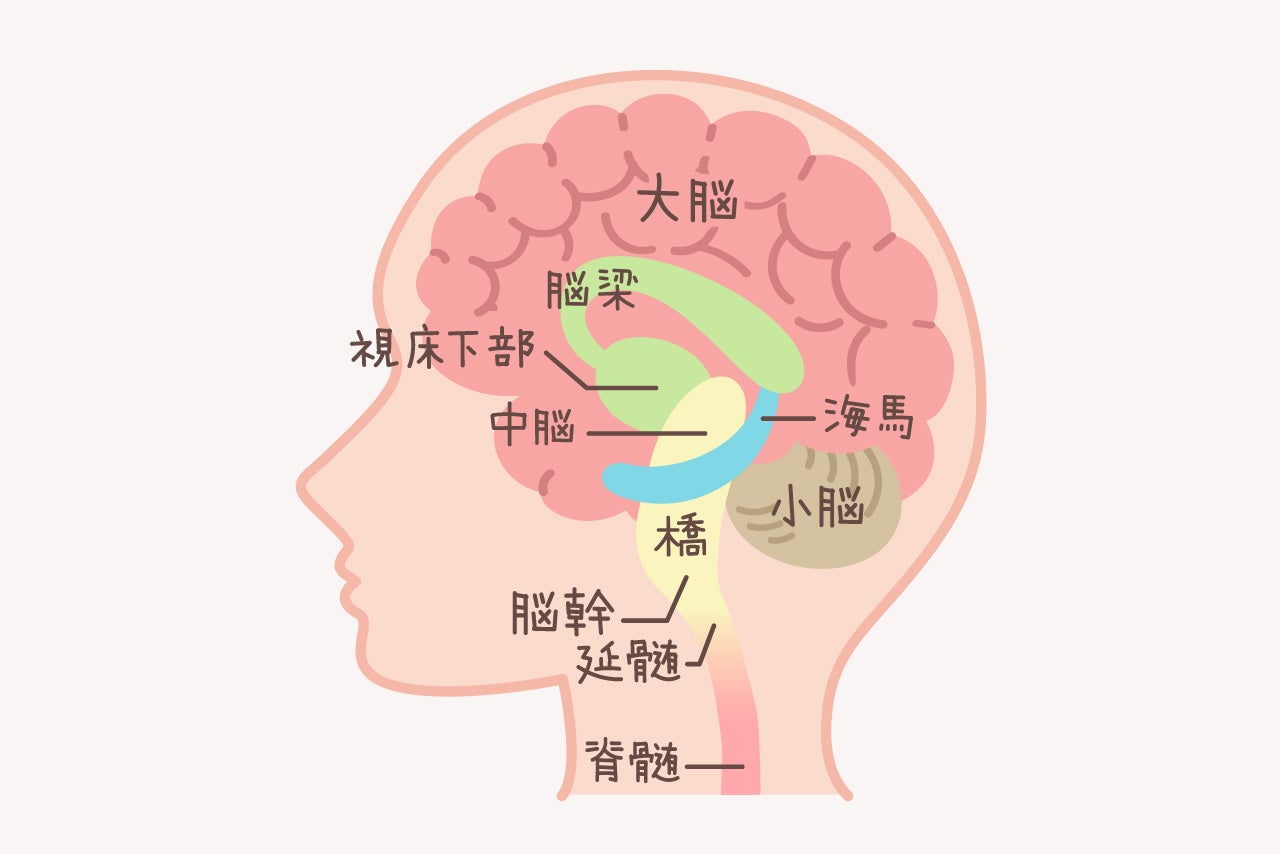 匂いと脳には密接な関係がある