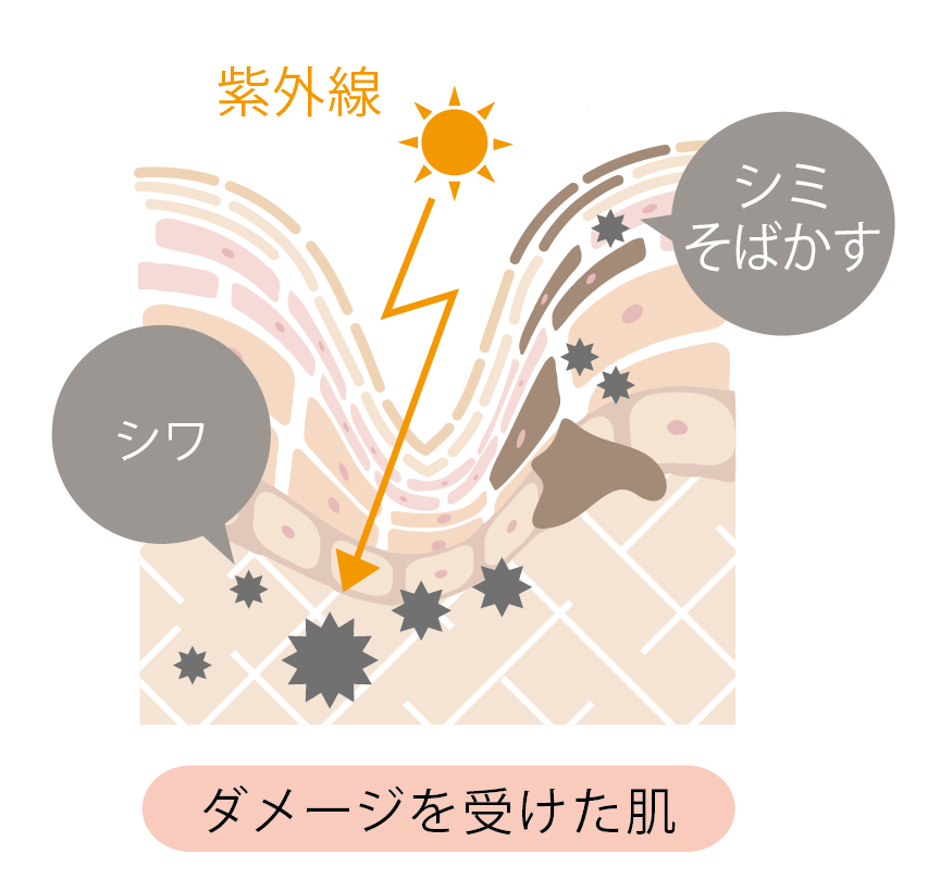 紫外線が表皮に届くと、肌組織を守る色素によってシミ・そばかすが発生。真皮までダメージを受けると肌の弾力が失われ、シワの原因に